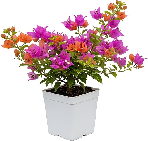 Home Shala Live Beautiful Grafted Multi-Color Bougainvillea Bonsai Plant (4–5 Colors) | Dwarf Flowering Tree for Home, Gar...