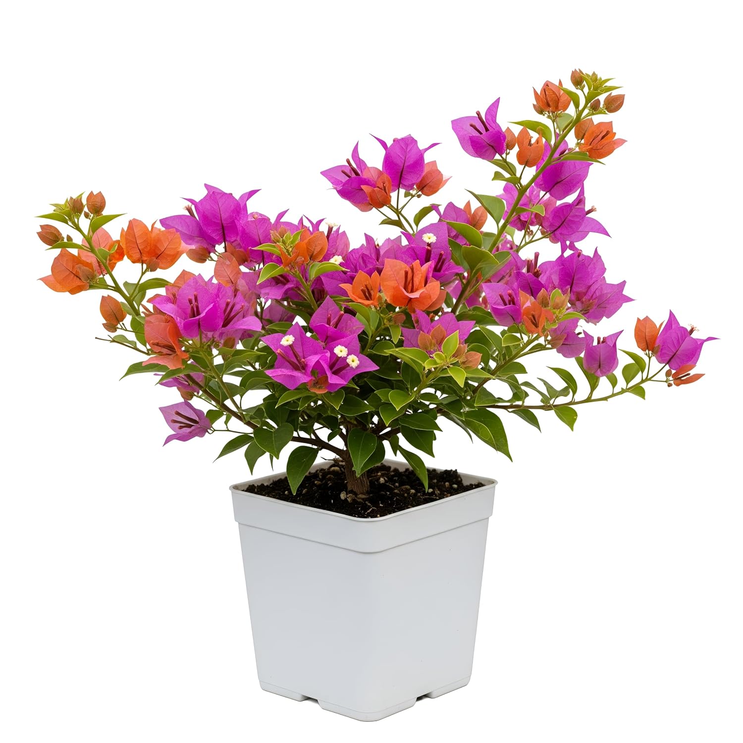 Home Shala Live Beautiful Grafted Multi-Color Bougainvillea Bonsai Plant (4–5 Colors) | Dwarf Flowering Tree for Home, Gar... - Review, Price and Buying Guide