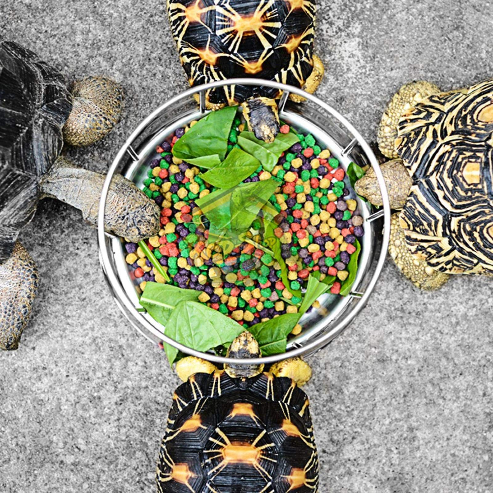 Alimentador de Reptiles para Tortugas, Duradero Plato de Comida y Agua para Reptiles, Cuenco alimentador para Tortugas de Agua(pequeña)