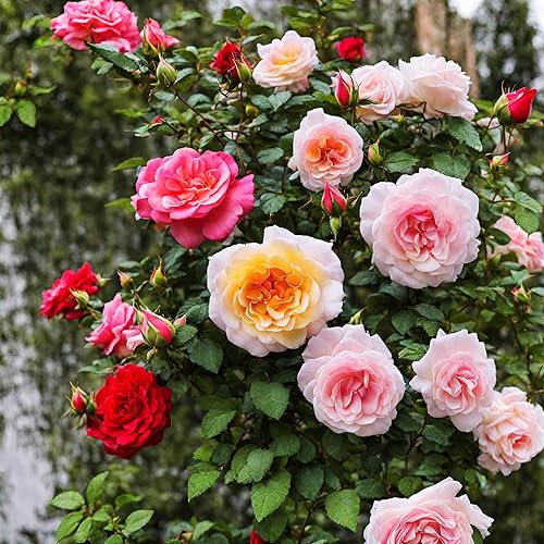 Miniatura 3 de Más de 100 semillas de rosas 16 variedades de reliquia roja rosa amarilla para arbustos perennes coloridos