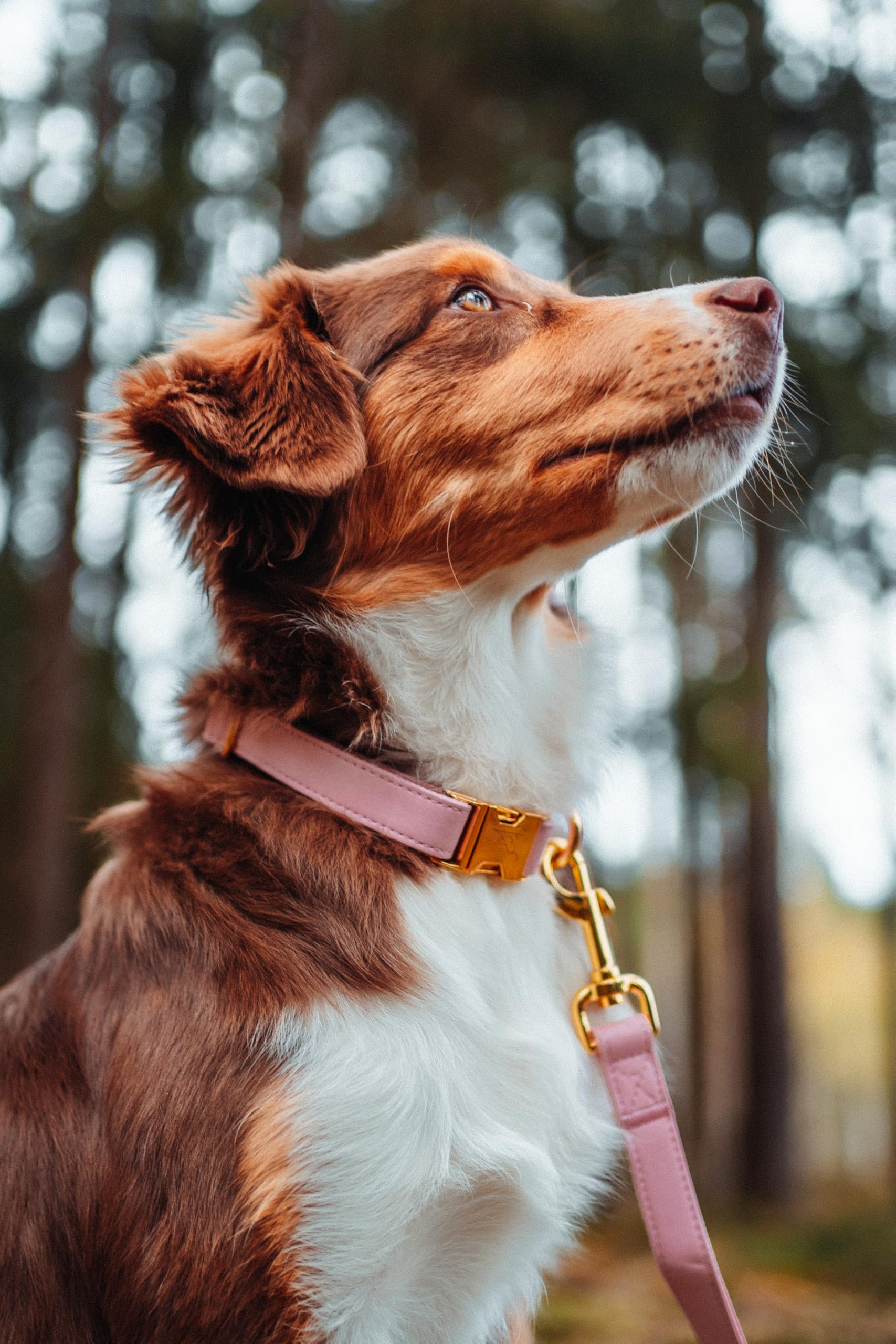 Rose | Collare per cani in set con guinzaglio e dispenser di sacchetti, in pelle vegana, collari per cani, guinzaglio per cani | 2 m, guinzaglio per cani con collare (M/L: 39-59 cm)