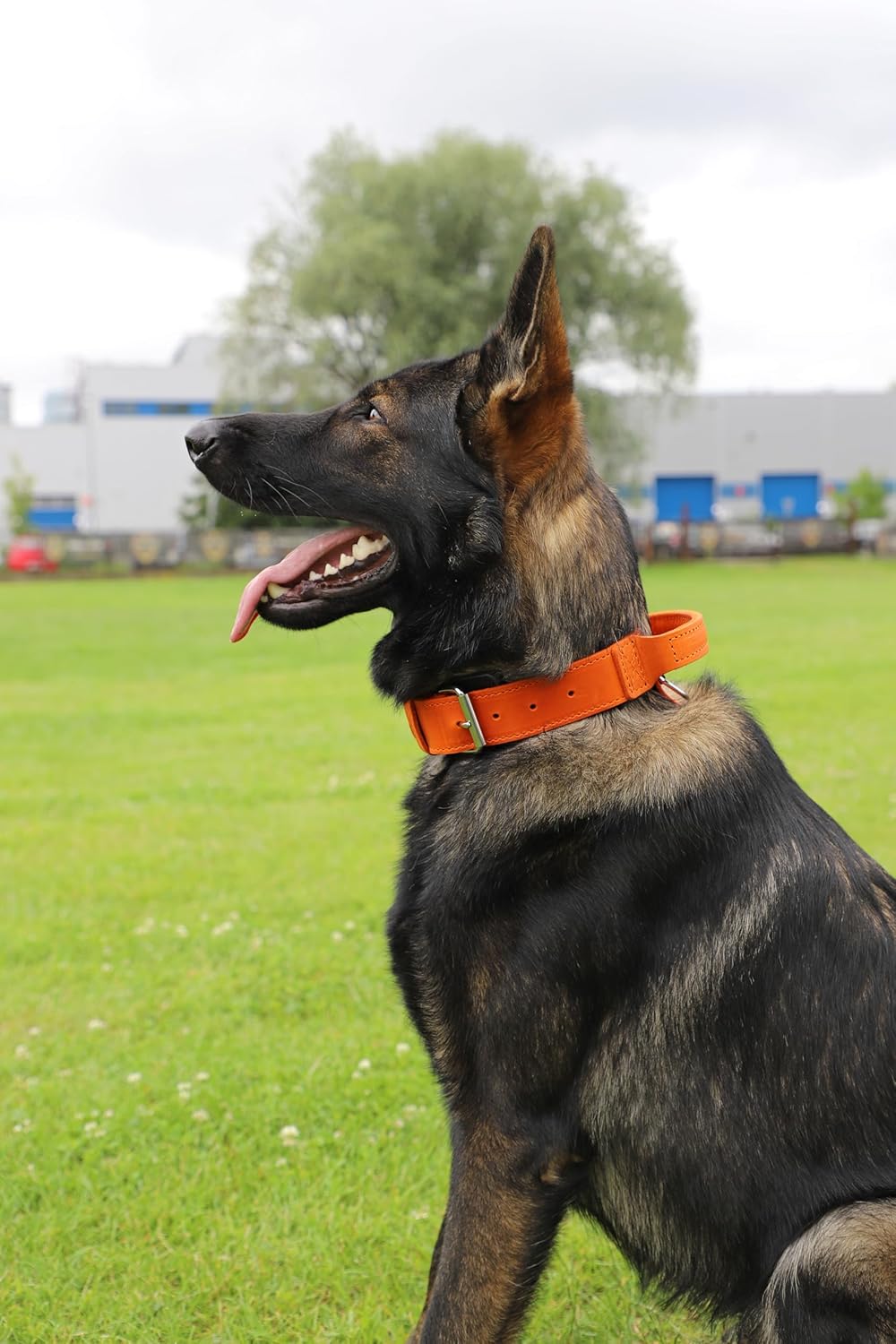 DINGO GEAR Drago Leather Dog Collar, Amortized...