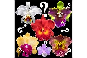 Mystery Cattleya Orchids "Unveiling the Beauty Unknown"