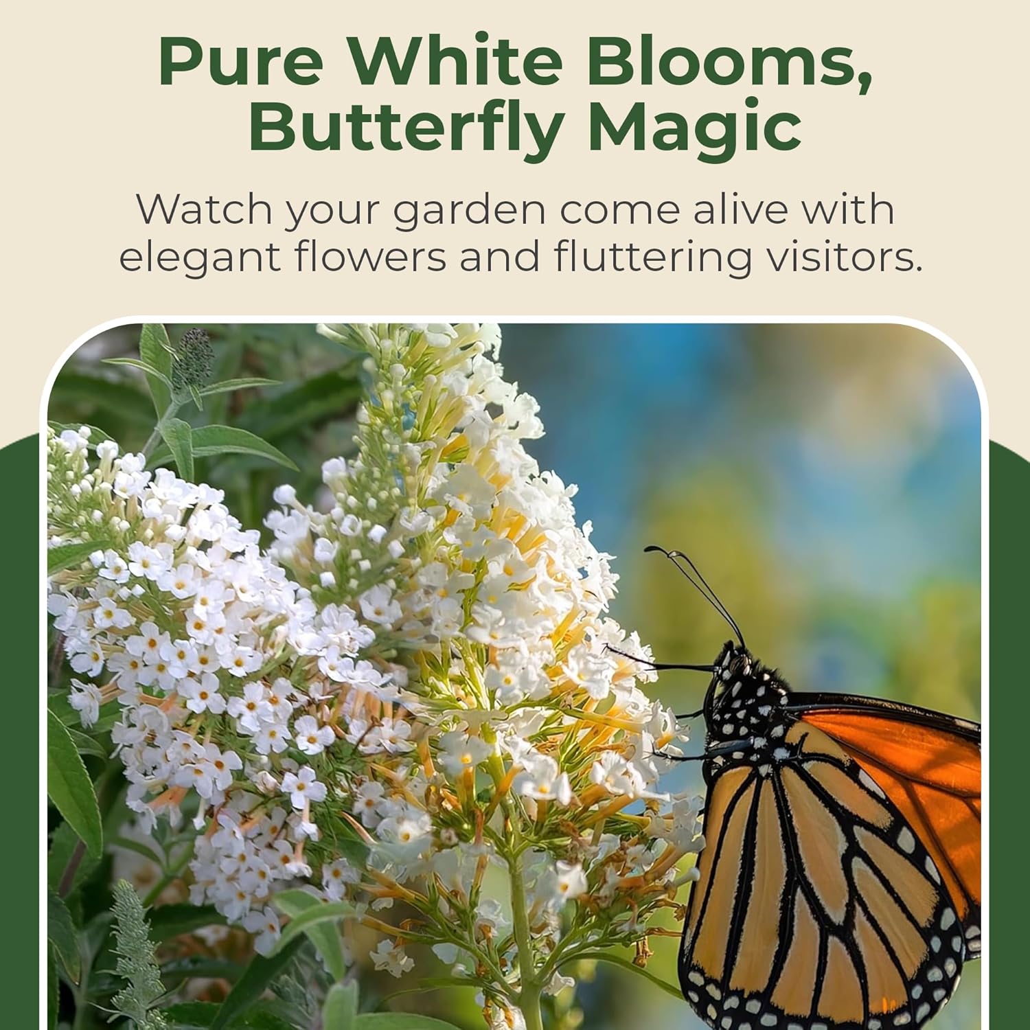Bloomables Dwarf Dapper Buddleia Butterfly Bush - White Flowers in 3.25" Grower Container - Grows Upto 3-4’ x 3-4’ - Drought Tolerant Flowering Shrubs to Attract Pollinators (3 Piece)