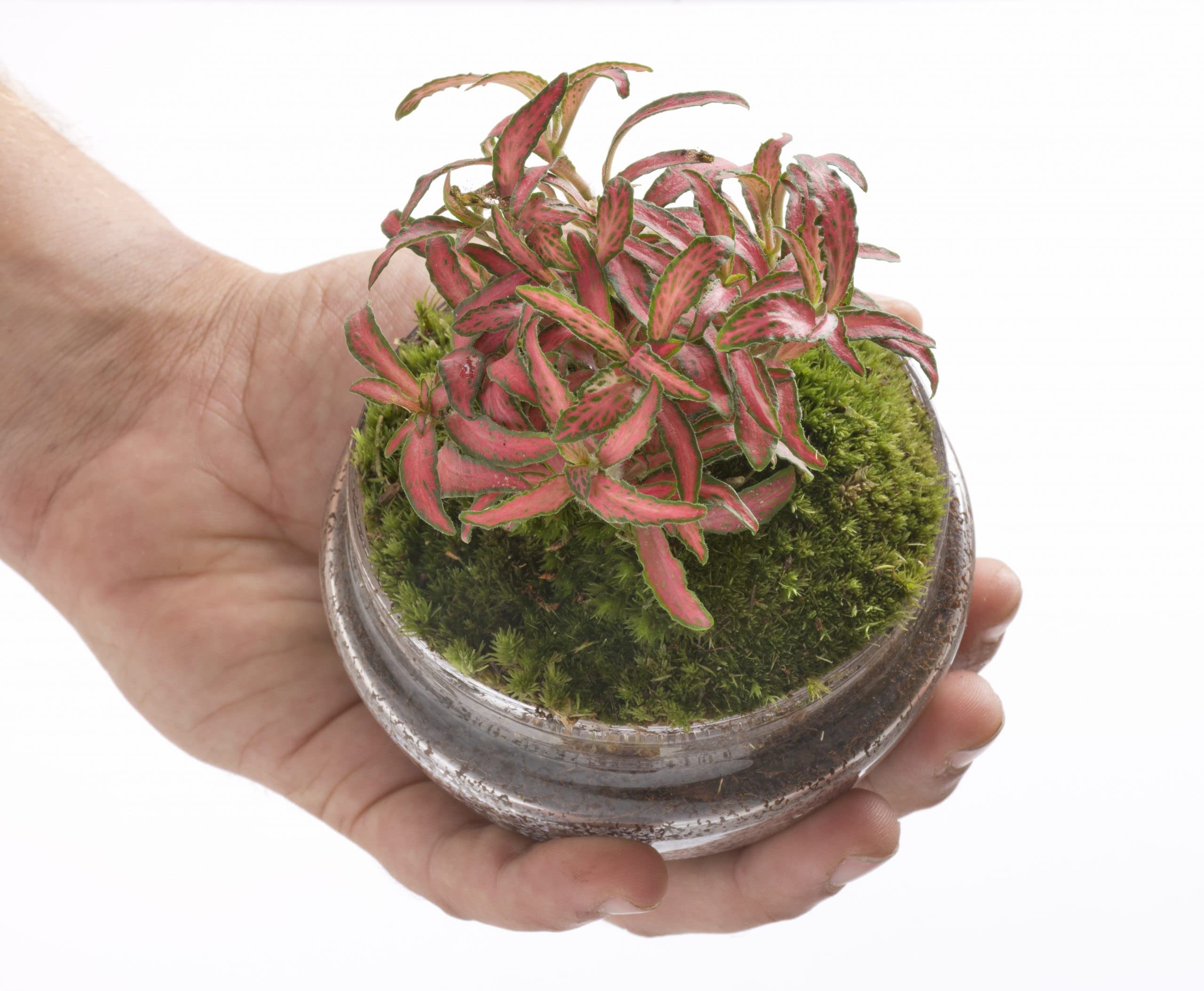 Mini Terrario de Plantas Naturales Jardín eterno en vidrio 10 x 7 cm Ecosistema autosostenible formado por Fittonia Roja Decoración para Casa o Regalo