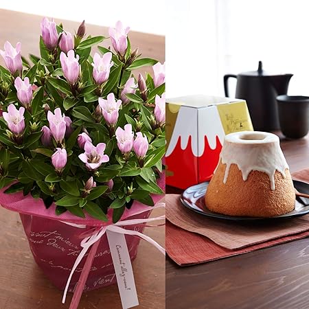 Amazon お花 鉢花 りんどうと コータコート 富士山バームのセット 敬老の日カード付 敬老の日のプレゼント ギフト 18 お届け期間 9月14日 17日 美食サークル 観葉植物 通販 Amazon お花 鉢花 りんどうと コータコート 富士山バームのセット 敬老の日カード付 敬老の日のプレゼント ギフト 18 お届け期間 9月14日 17日 美食サークル 観葉植物 通販