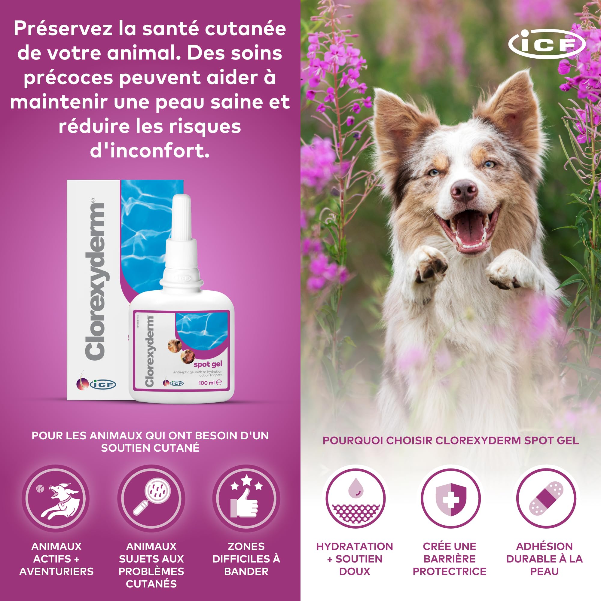 ICF Clorexyderm Spot Gel | Gel Assainissant, Hydratant et Protecteur pour Chien et Chat | Soin Indiqué pour Application Locale : Peau et Oreille | Produit 100ml