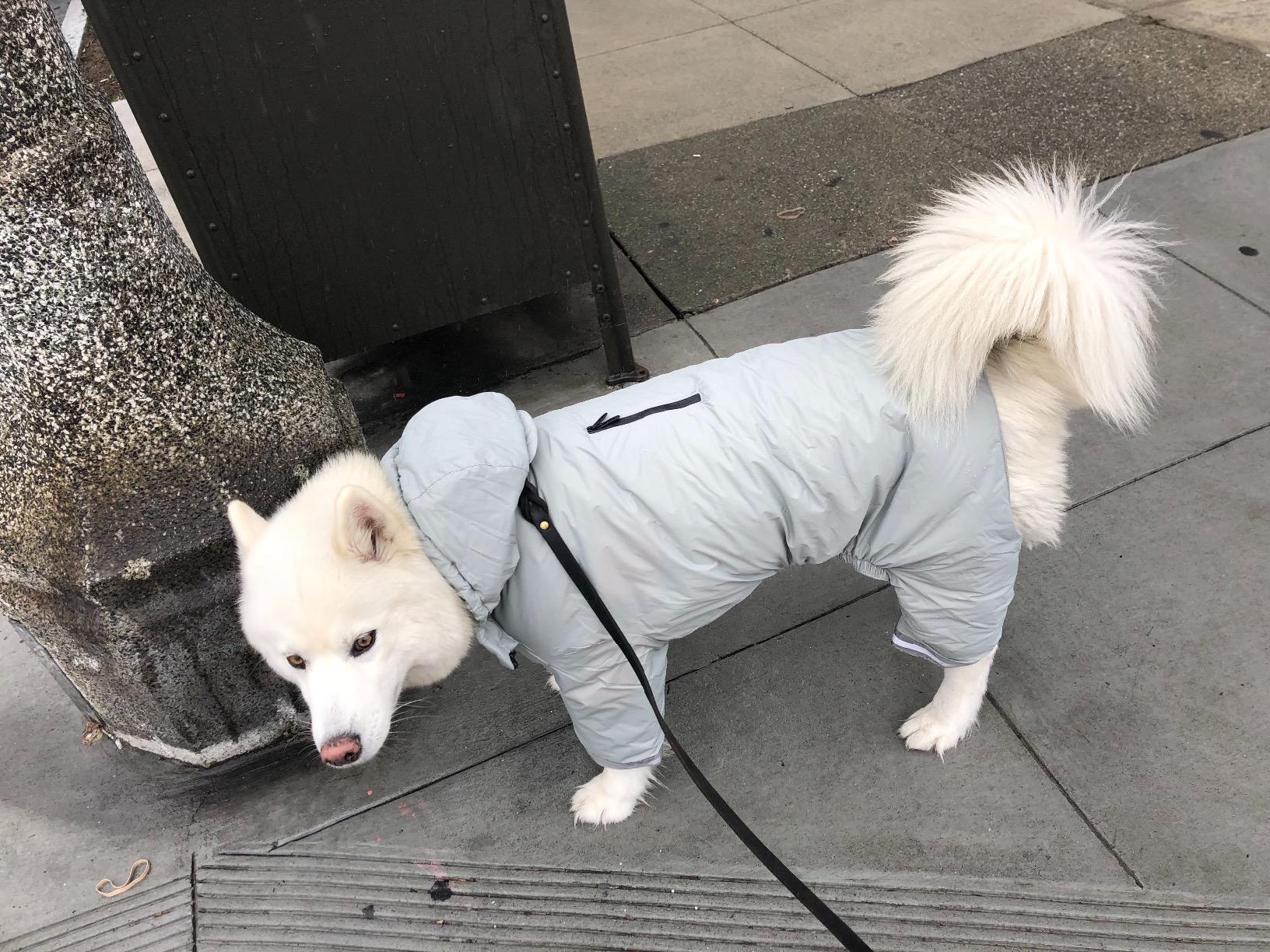 Kruuse Buster Aqua Dog Raincoat, Yellow, Medium Pet Supplies