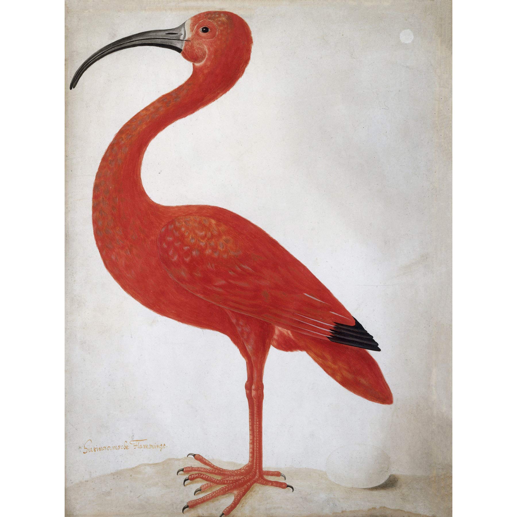 Artery8 Merian Scarlet Ibis Bird With Egg Skin Painting Premium Wall Art Canvas Print 18X24 Inch