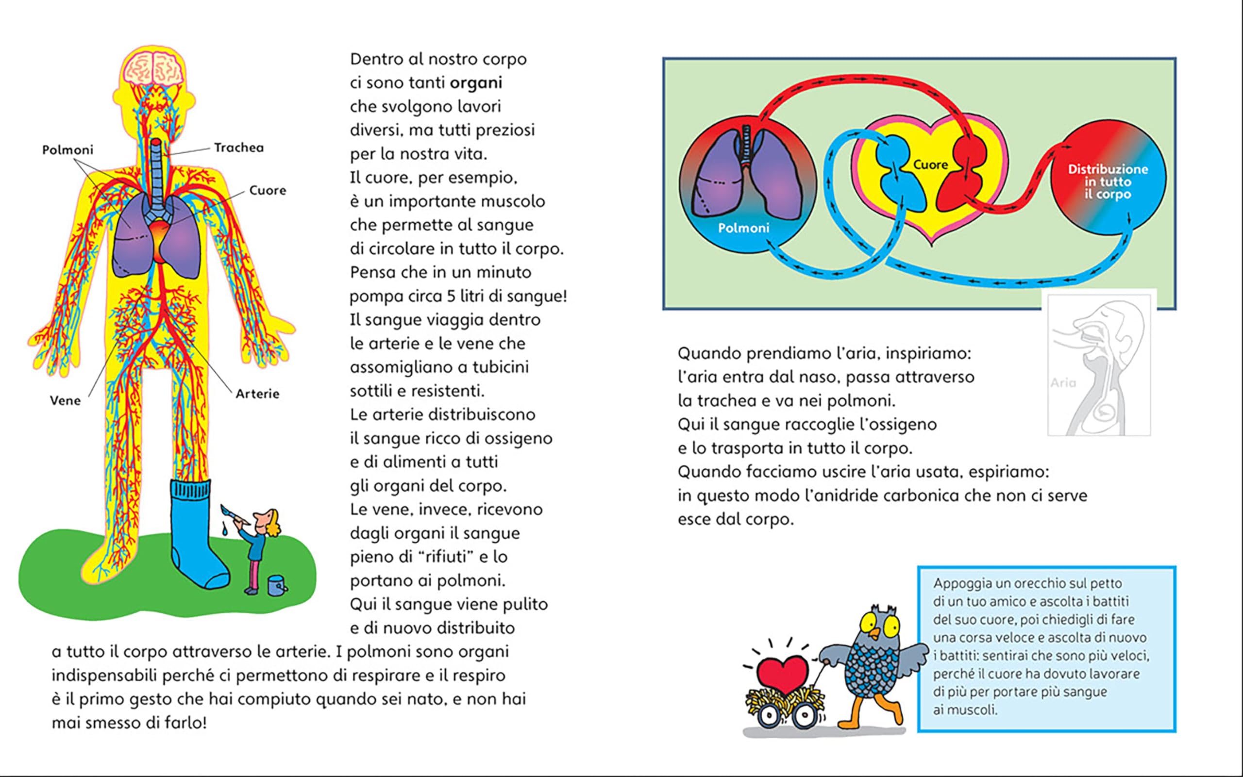 Il corpo umano. Ediz. a colori. Con Adesivi