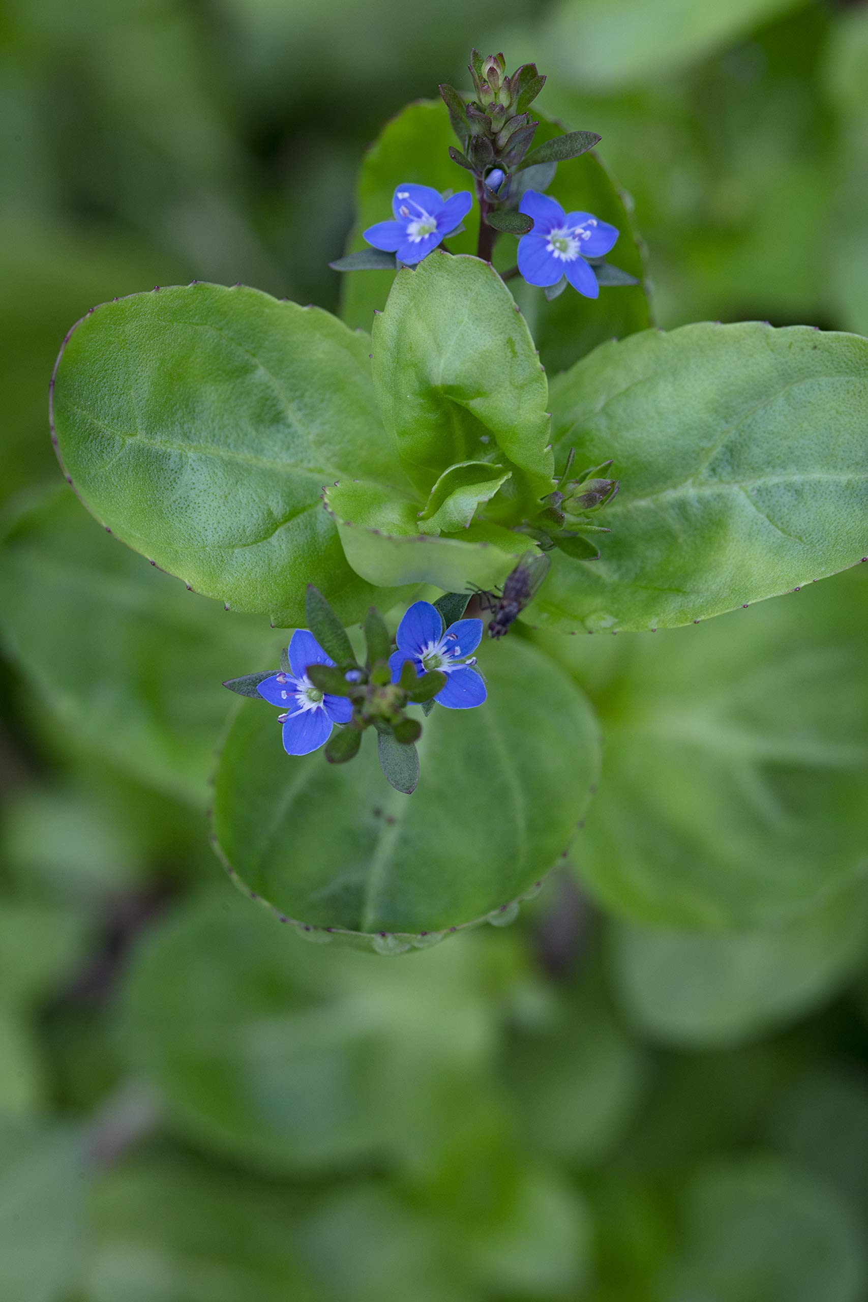 PPUK - 2 x Marginal Plants with a Pot & Compost - Veronica Beccabunga โ image 1