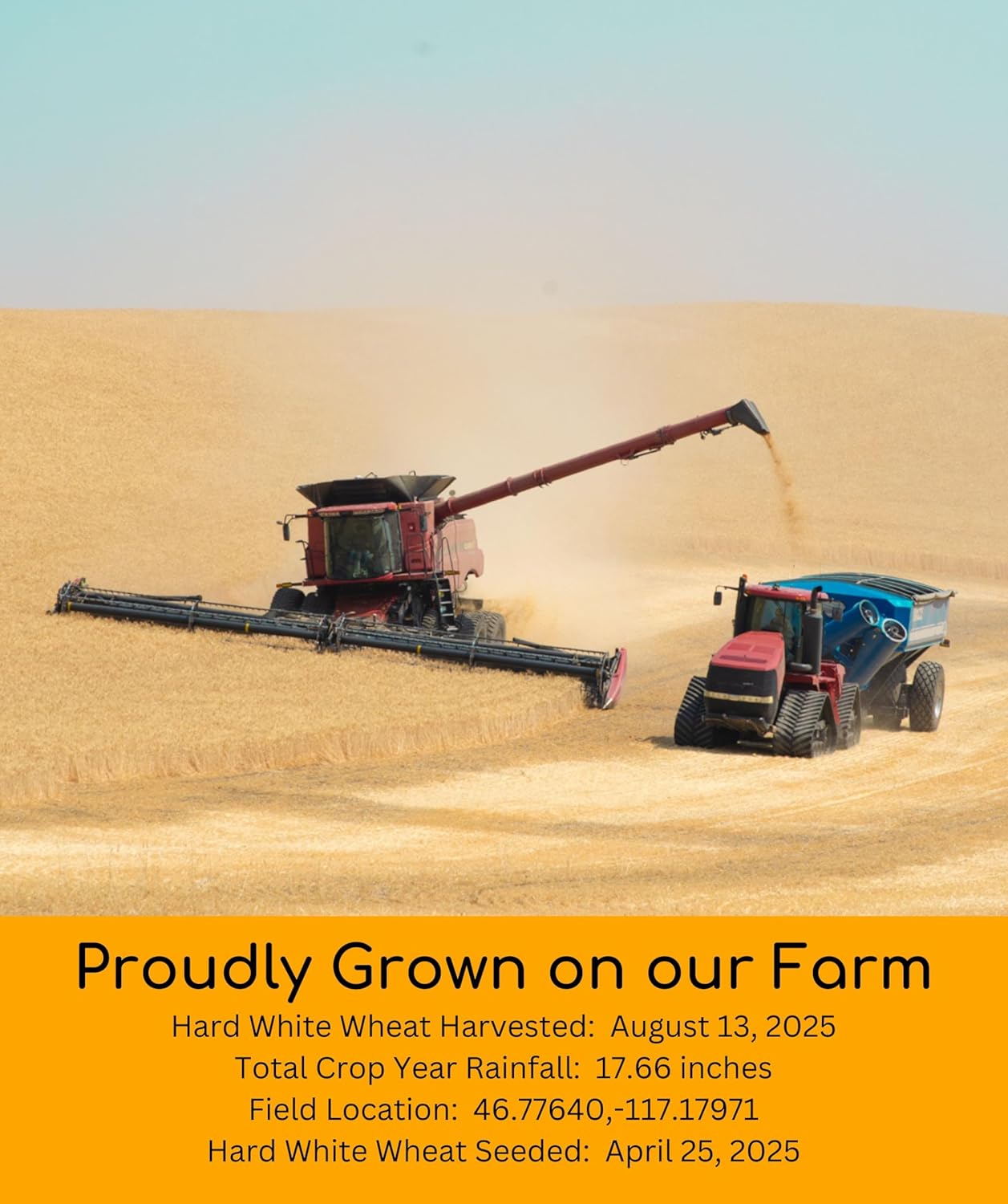 Best Food & supplements - palouse Brand Hard White Wheat Berries Review