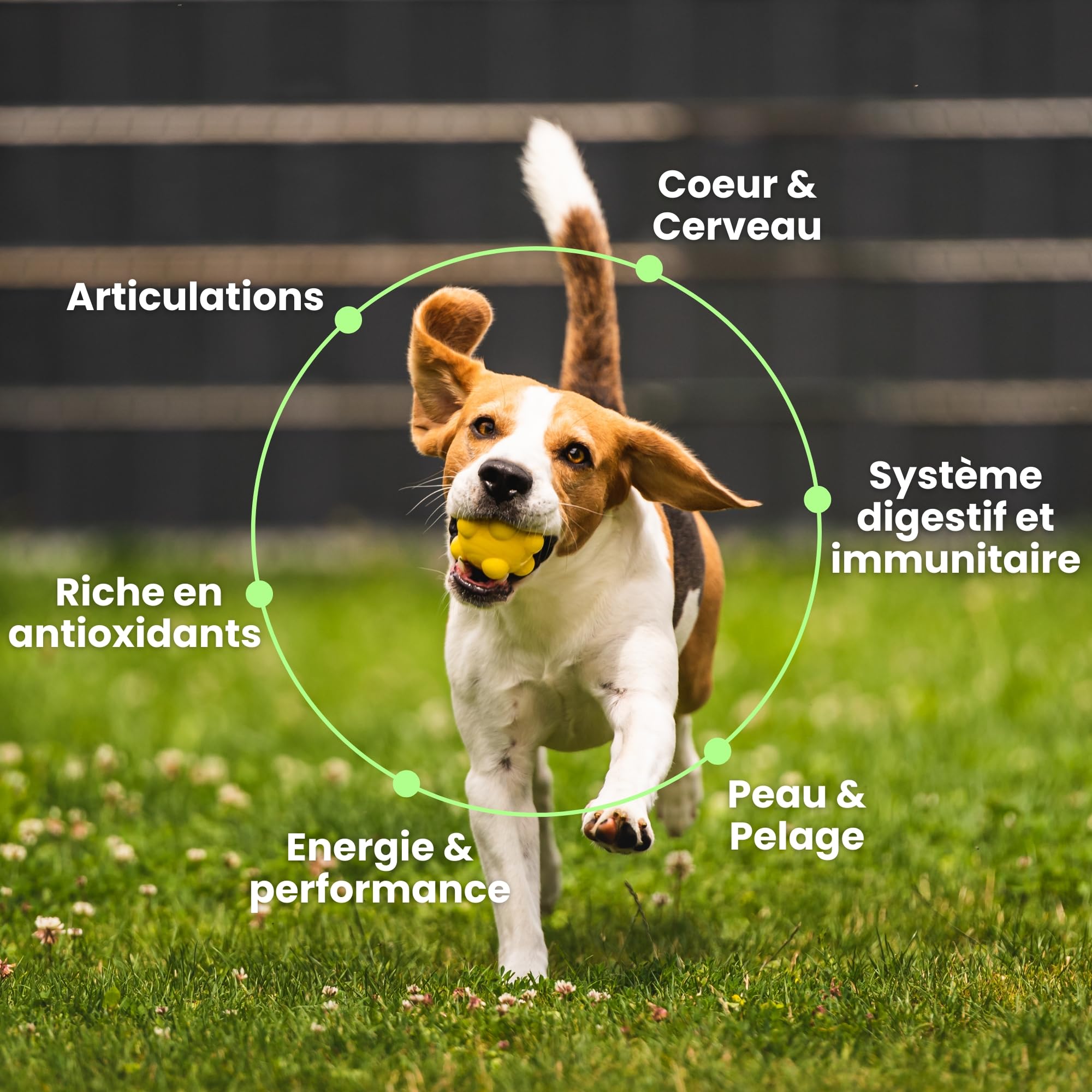 BESTI - 8 en 1 | 120 Compléments Alimentaires Premium Multi-Vit pour Chiens | Vitalité, Probiotiques, Articulations, Pelage, Coeur, Cerveau | Marque Française - Formule Vétérinaire | Au Poulet | 300gr