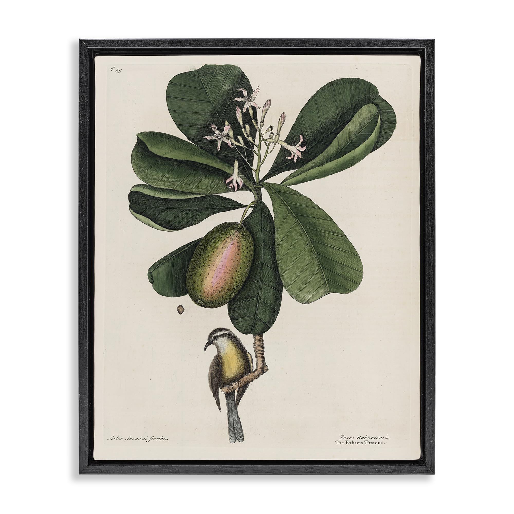 Stupell Industries Jet Black (Matte) 'Catesby Flora & Fauna', Floating Frame Canvas Art, Black, 17 X 21 Inches, Easy To Hang And Sturdy, Made In Usa, By Print Collection