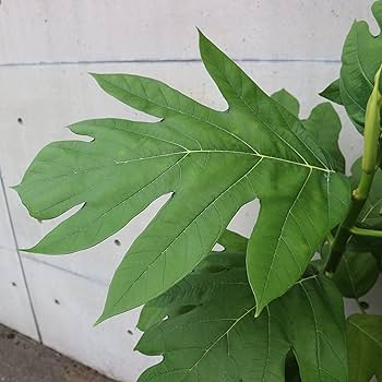 Amazon｜ITANSE パンの木 8号鉢 品種で選べる熱帯果樹 1個売り