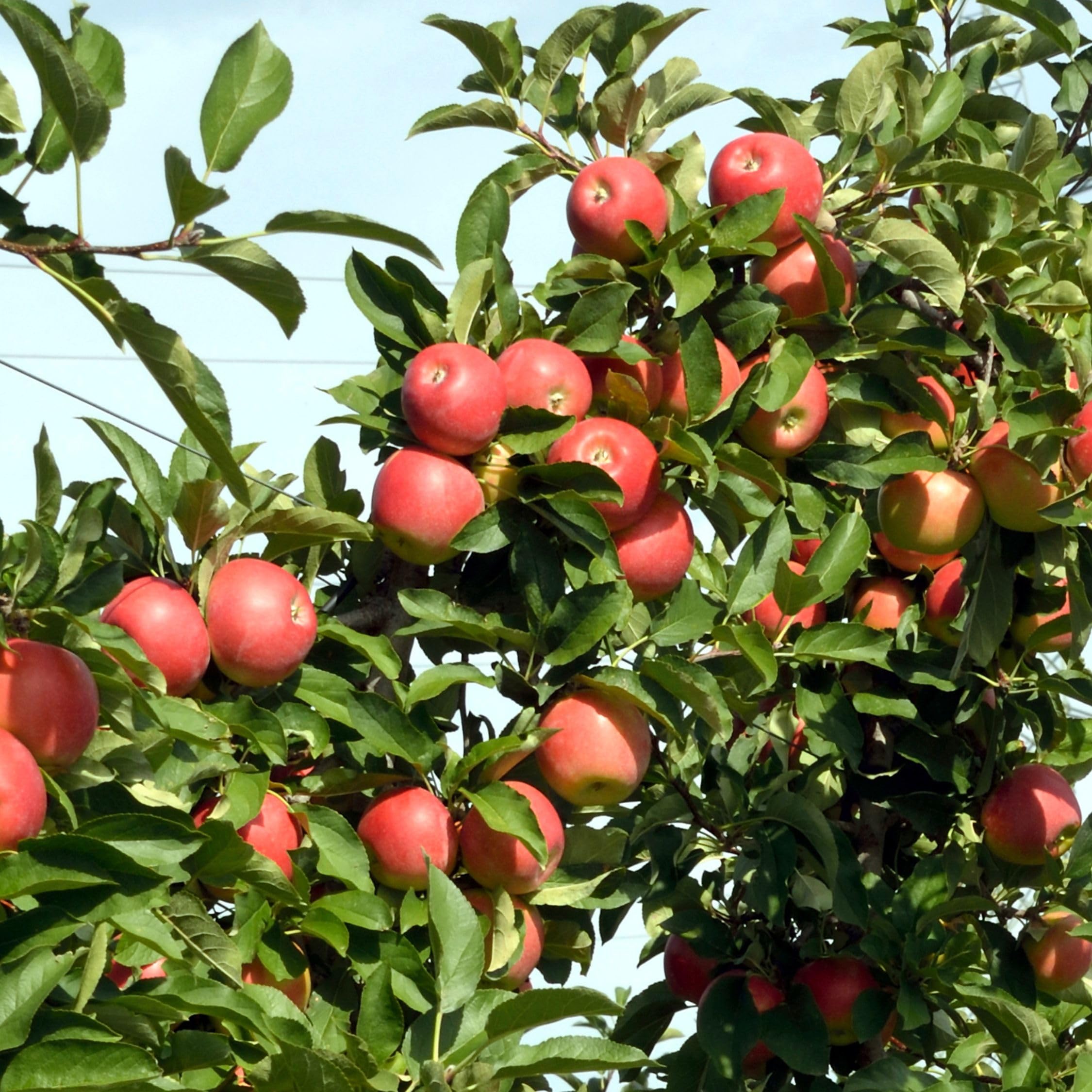Plant in a Box - Pommiers - lot de 3 types - Malus 'Braeburn', 'Golden Delicious', 'Malus Gala' - arbres fruitiers - Pot 9cm - hauteur 60-70cm