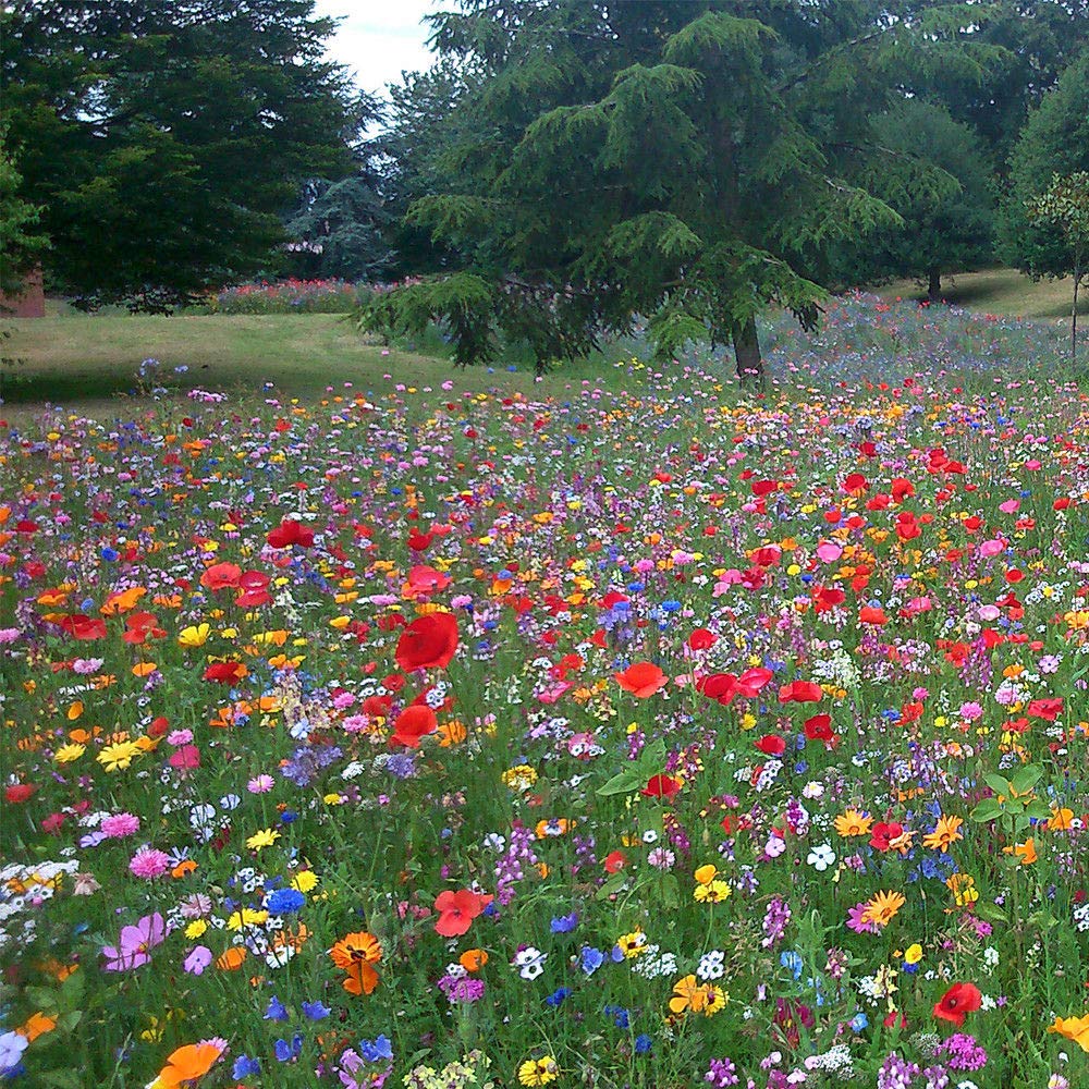 UK 100% Wild Flower Seed Mix Annual Meadow Plants Attracts Bees & Butterfly Mix 3 (20g)