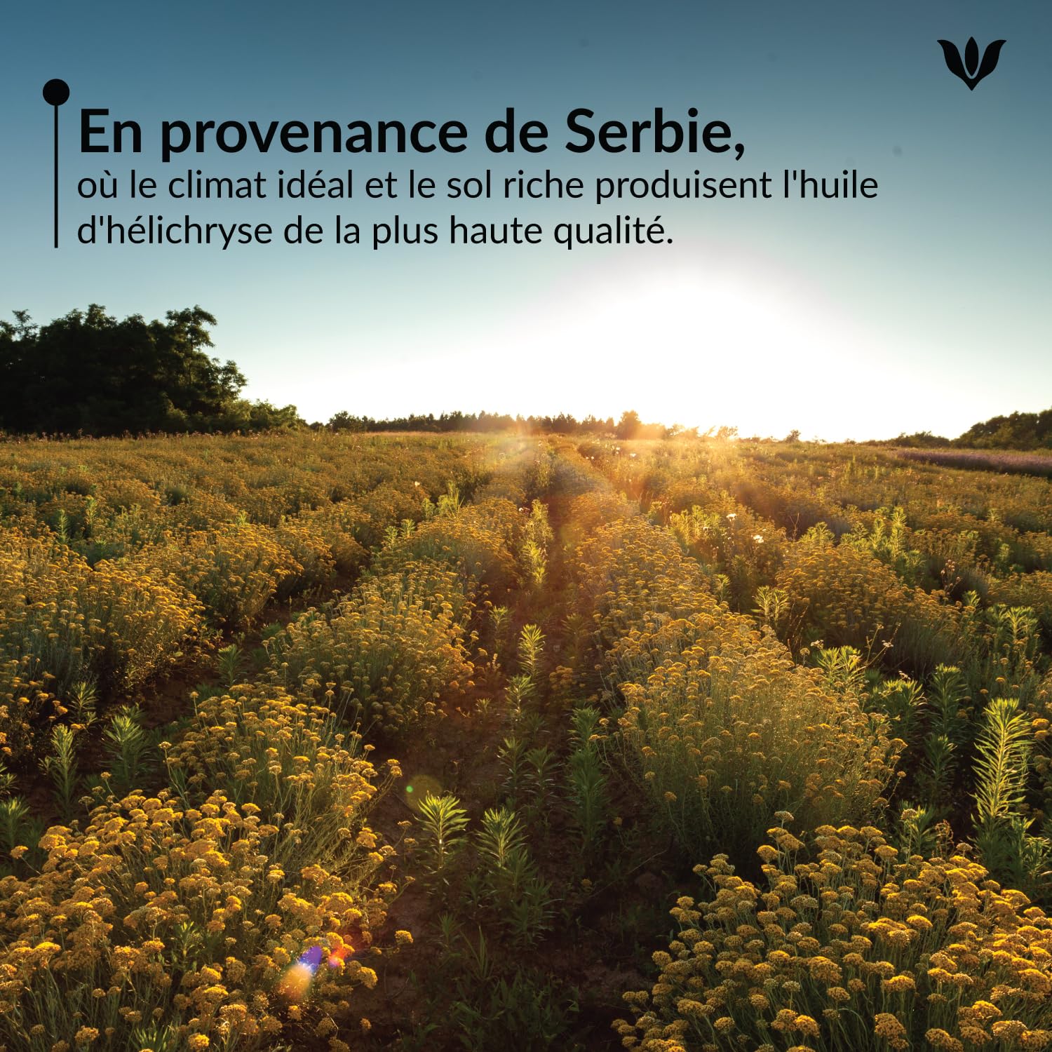 Huile Essentielle d’Hélichryse Italienne - 100% Pure et Bio | Distillée à la Vapeur | Huile Aromathérapie pour Diffuseur, Soin Naturel de la Peau et Bien-être - 10ml