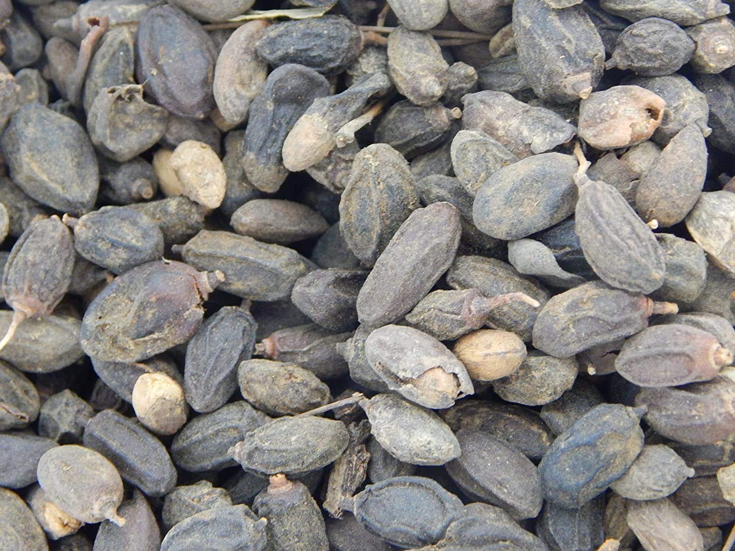 Buy Xetomos Nimboli Beej Neem Seed Azadirachta Indica Seed 100g Neem