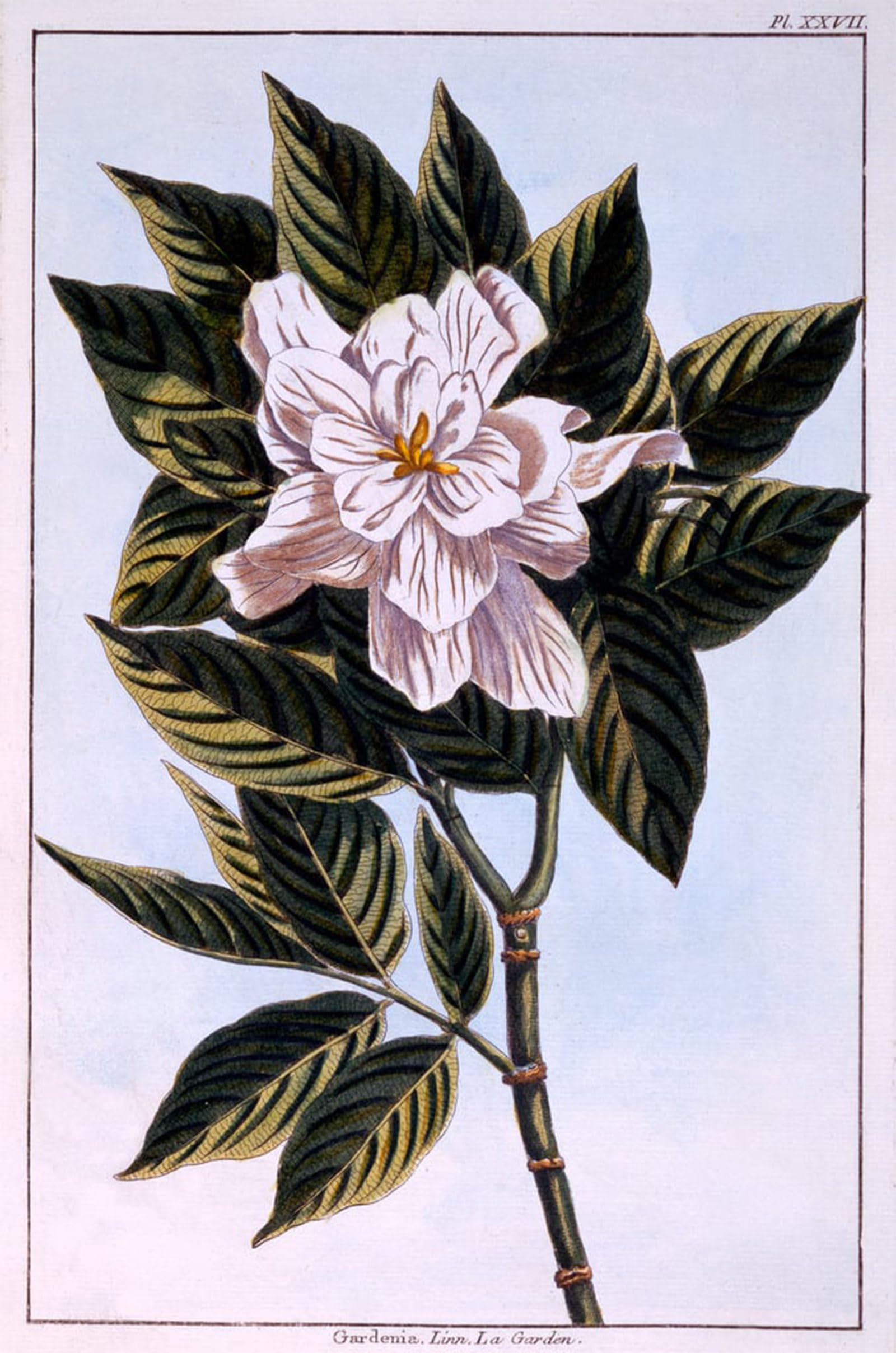 ARTXLXXBN Famous Prints Artwork Pictures Poster Painting Art Gardenia G Augusta by Pierre Buchoz Artwork Landscape Pictures for Home Decor 60x90cm