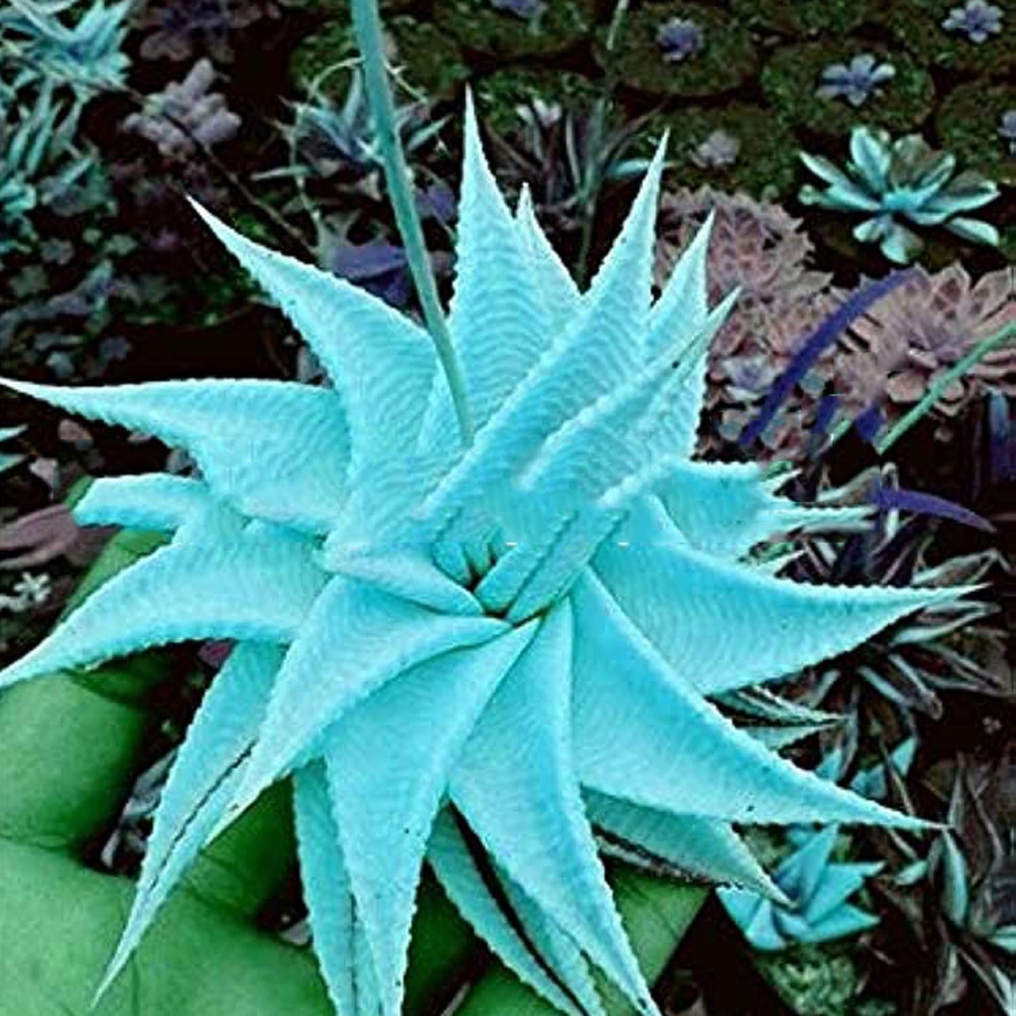 CHUXAY GARDEN Rare Sky Blue Aloe Vera Plant Seed 120 Seeds Cactus-Like Succulent Plant Great Desktop Bonsai Extremely Decorative