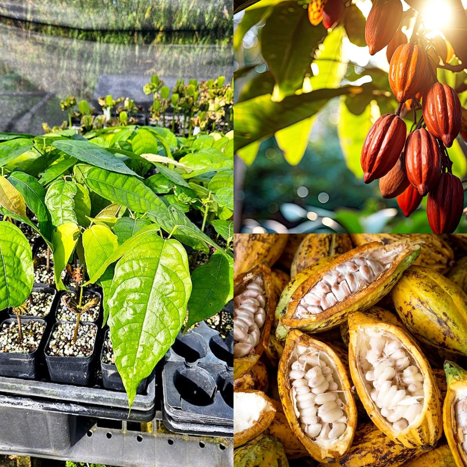 Cocoa☆ Rare Hybrid Sweet RED Cocoa Theobroma Cacao Fruit Plant (Pack of 1