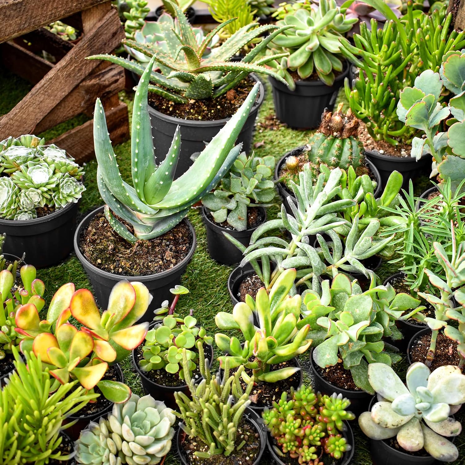 RAOOKIF 100 Pack Nursery Pots, 4 5 6 Inch Nursery Pot for Plants, Plastic Plant Pots with Drainage Holes, Garden Flower Pots for Transplanting, Succulents, Cuttings, Seedlings(5inch,100pcs)