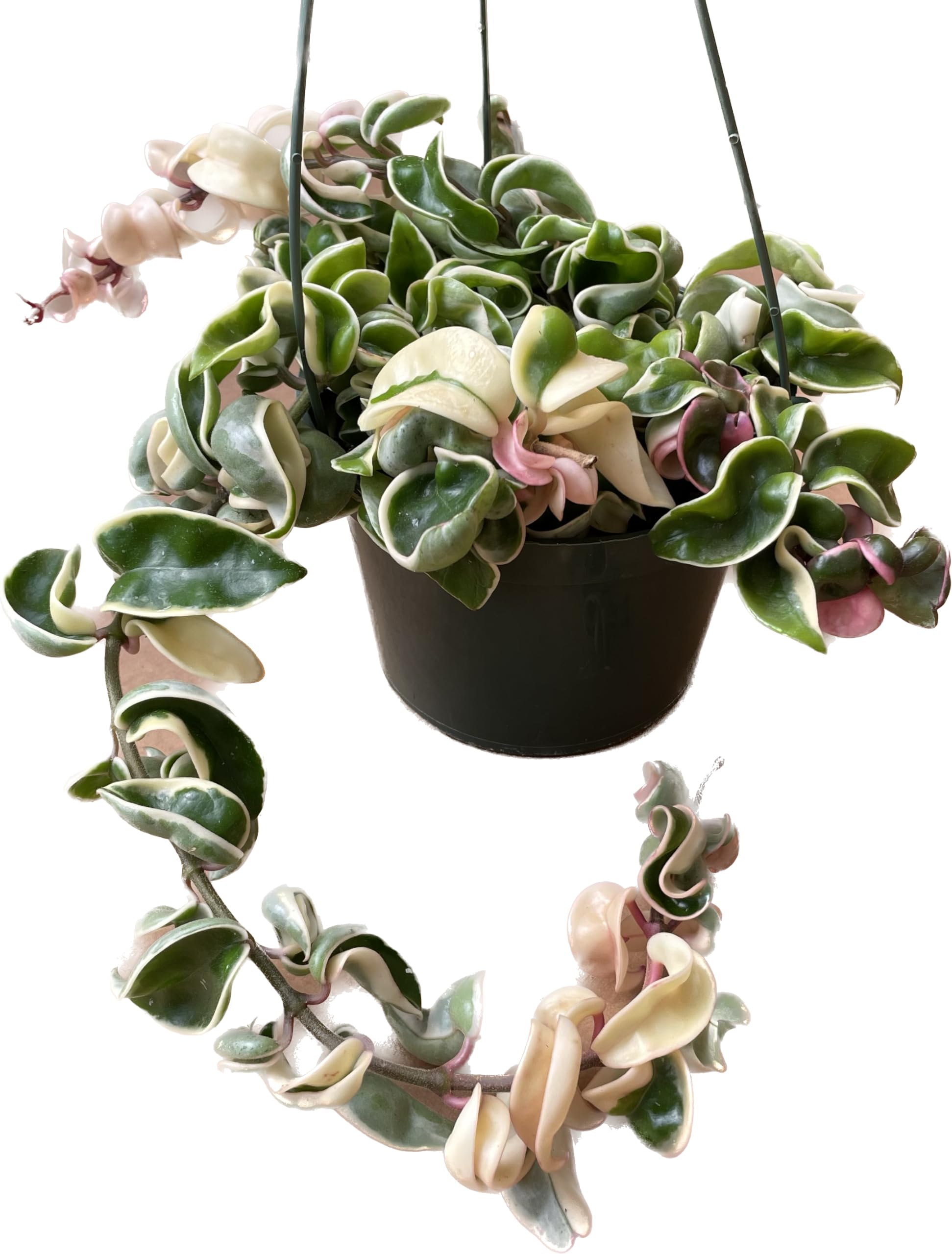 weie frauenschuh orchidee Paphiopedilum "Mrs. White" - weie Frauenschuh