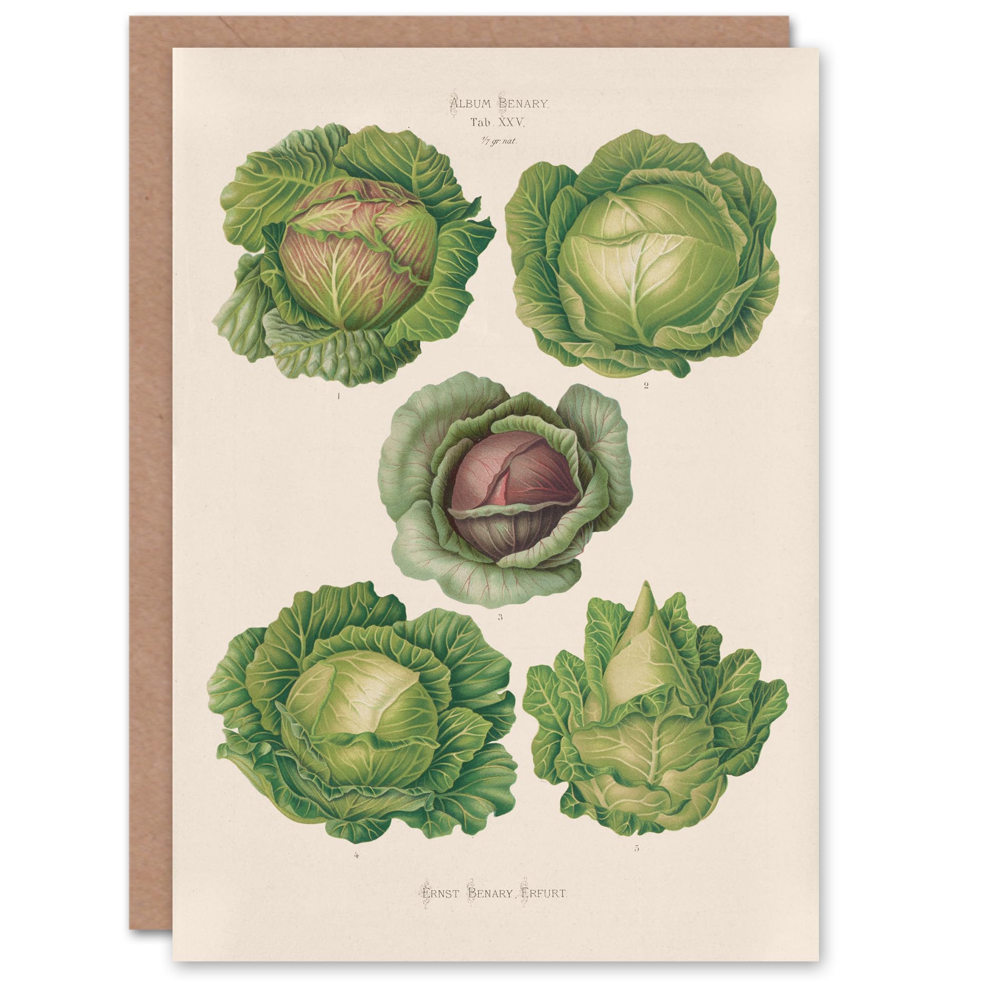 Artery8 Ernst Benary Art Card Cabbage Varieties Vintage Botanical