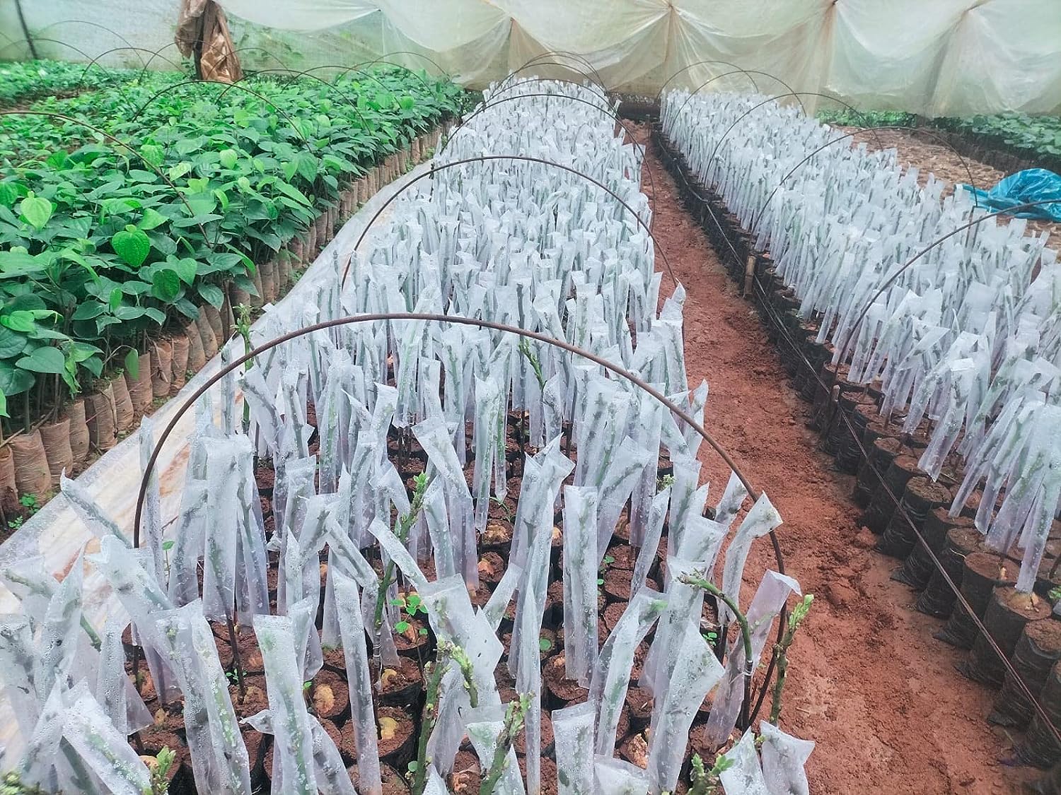 Saideep Agroo Mart Grafting Cover for Plants Size- 2 X 10 Inch, Pack of 2000