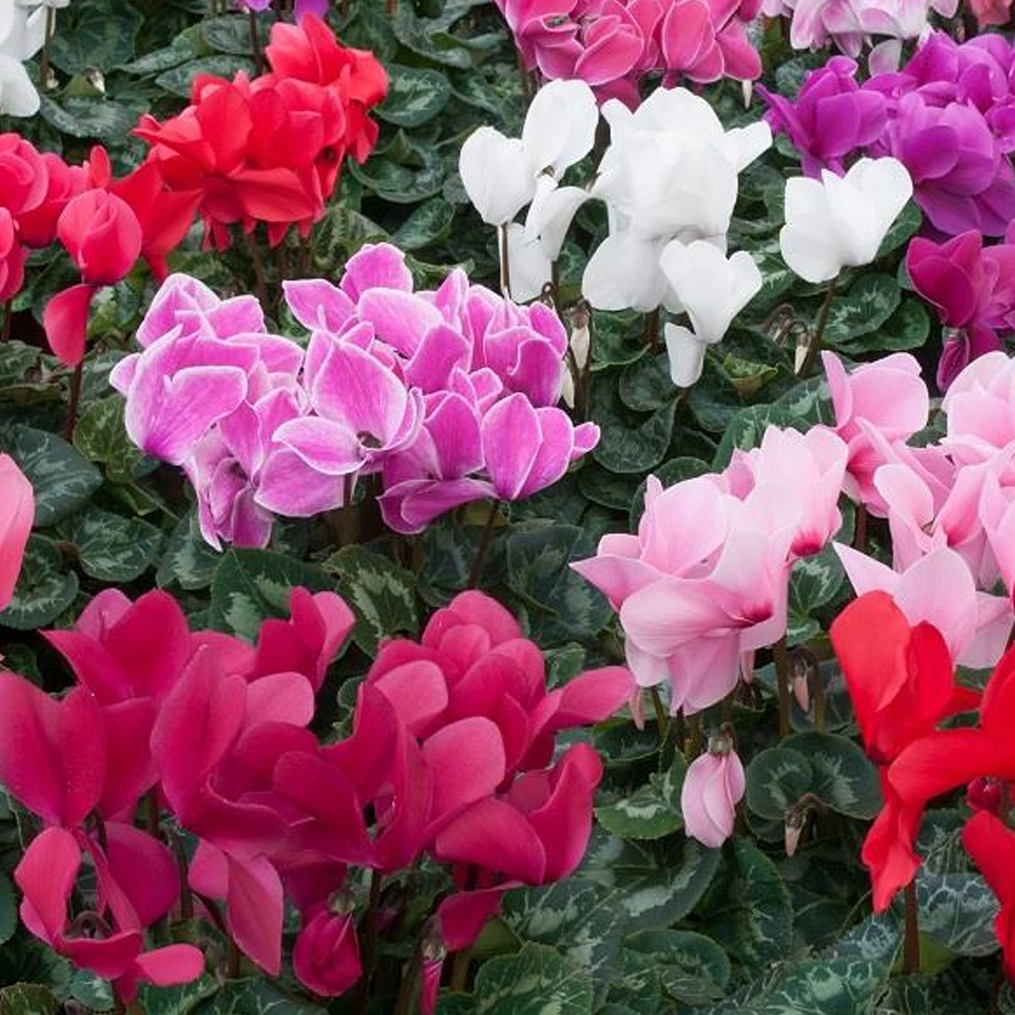 GardenersDream 6 Pack Cyclamen Plants - Vibrant Flowering Tuberous Perennial – Colourful Garden Plant for Borders, Pots & Containers - Beautiful Outdoor Garden Ready Perennial Plants