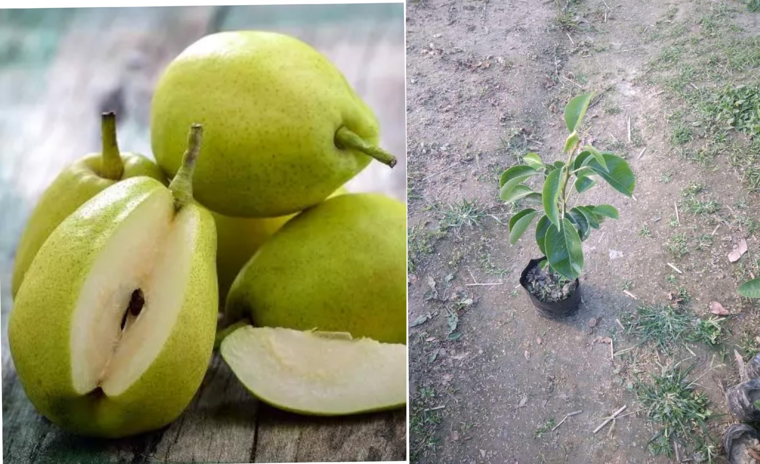 See full amazon price history chart for 1 HYBRID NASHPATI/PEAR FRUIT PLANT GRAFTED OUTDOOR GARDEN LIVE ORGANIC SWEET TREE ALL TIME FRUIT PODA 1 HYBRID NASHPATI/PEAR FRUIT PLANT GRAFTED OUTDOOR GARDEN LIVE ORGANIC SWEET TREE ALL TIME FRUIT PODA (B0D2L9VLBD) Amazon Price History, Amazon Price Tracker