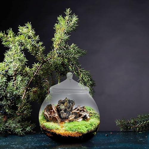 Miniatura 8 de Angoily Terrario de vidrio, tarros grandes transparentes con tapa, florero de terrario para plantas