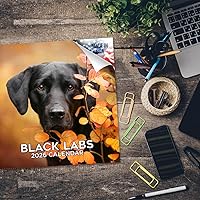 Vista 995 de Razas de Perros 2017