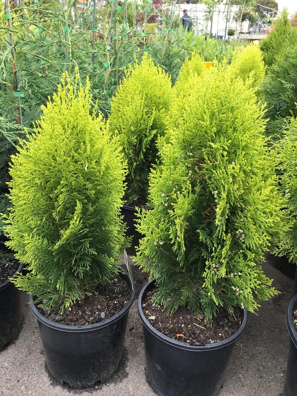 Golden Jhao Weeping Plant with Vibrant Hues. Pack of 1. | Weeping Habit, Vibrant Hues, Indoor Plant, Unique Variety, Room Decor-picture-43