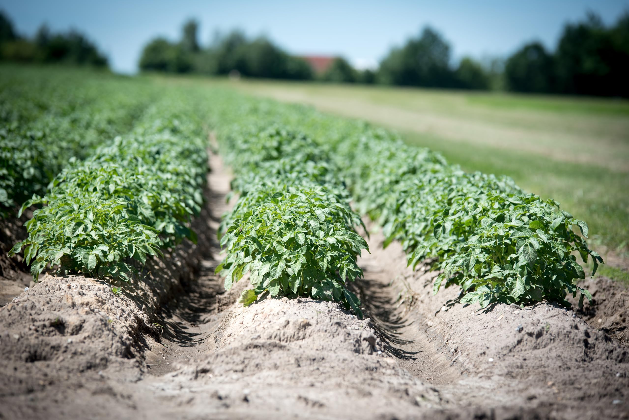 Kartoffeln Finka vorwiegend Festkochende deutsche Kartoffel, frische Ernte 2026, geeignet für Bratkartoffeln, Gratin, Kartoffelsalat, Ofenkartoffeln, Pellkartoffeln, Salzkartoffeln (10)