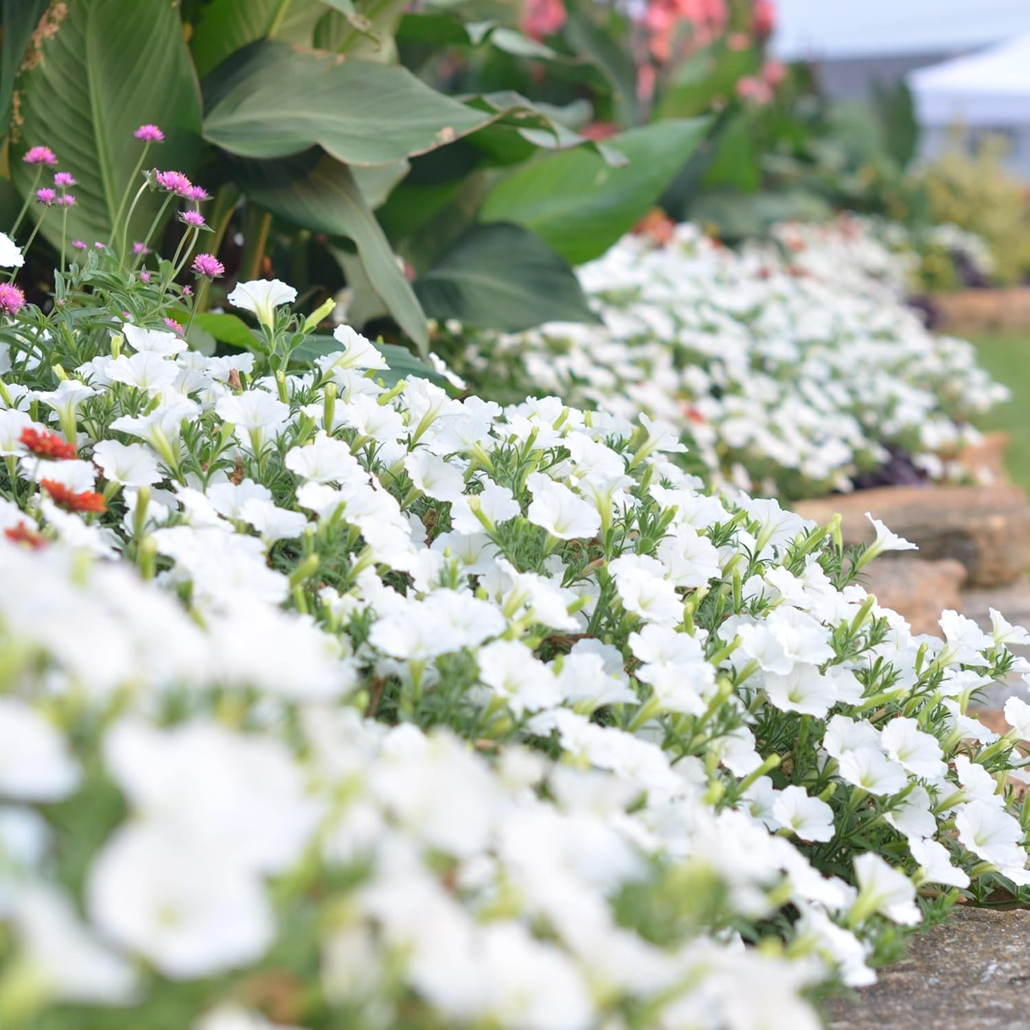 Proven Winners Supertunia Vista Snowdrift Petunia Live Plant, Eco+ Grande, 4 Pack