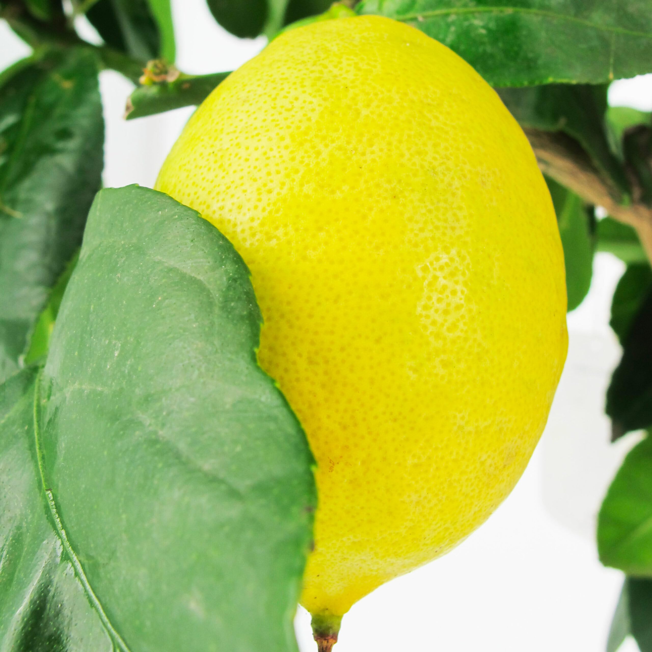 KENTIS - Zitronenbaum - Citrus Limon - Echte Outdoor-Obstpflanzen - Balkon-Zitruspflanzen - H 70-80 cm Topf Ø 20 cm