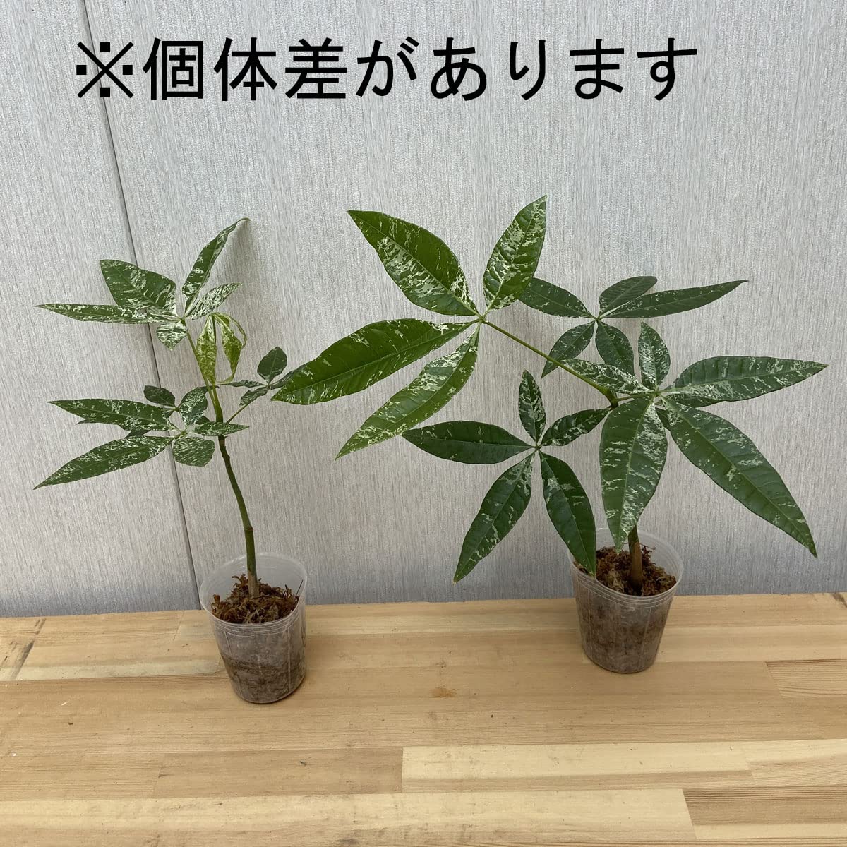 Amazon.co.jp: 冬季寒冷地への発送不可 実生苗 斑入りパキラ Pachira 
