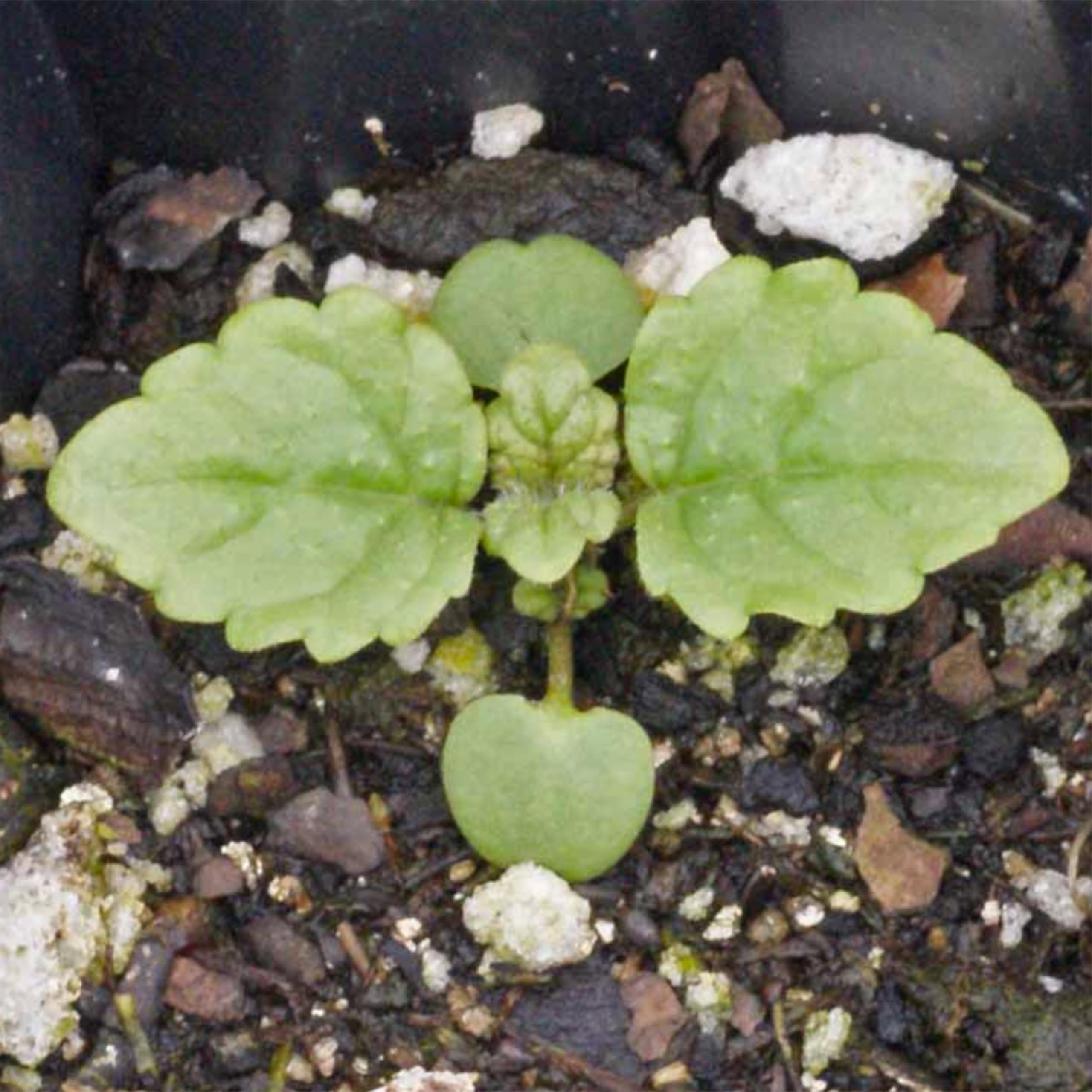 500 Lemon Balm Seeds (Melissa Officinalis) - Non-GMO Herb Seeds For Gardening