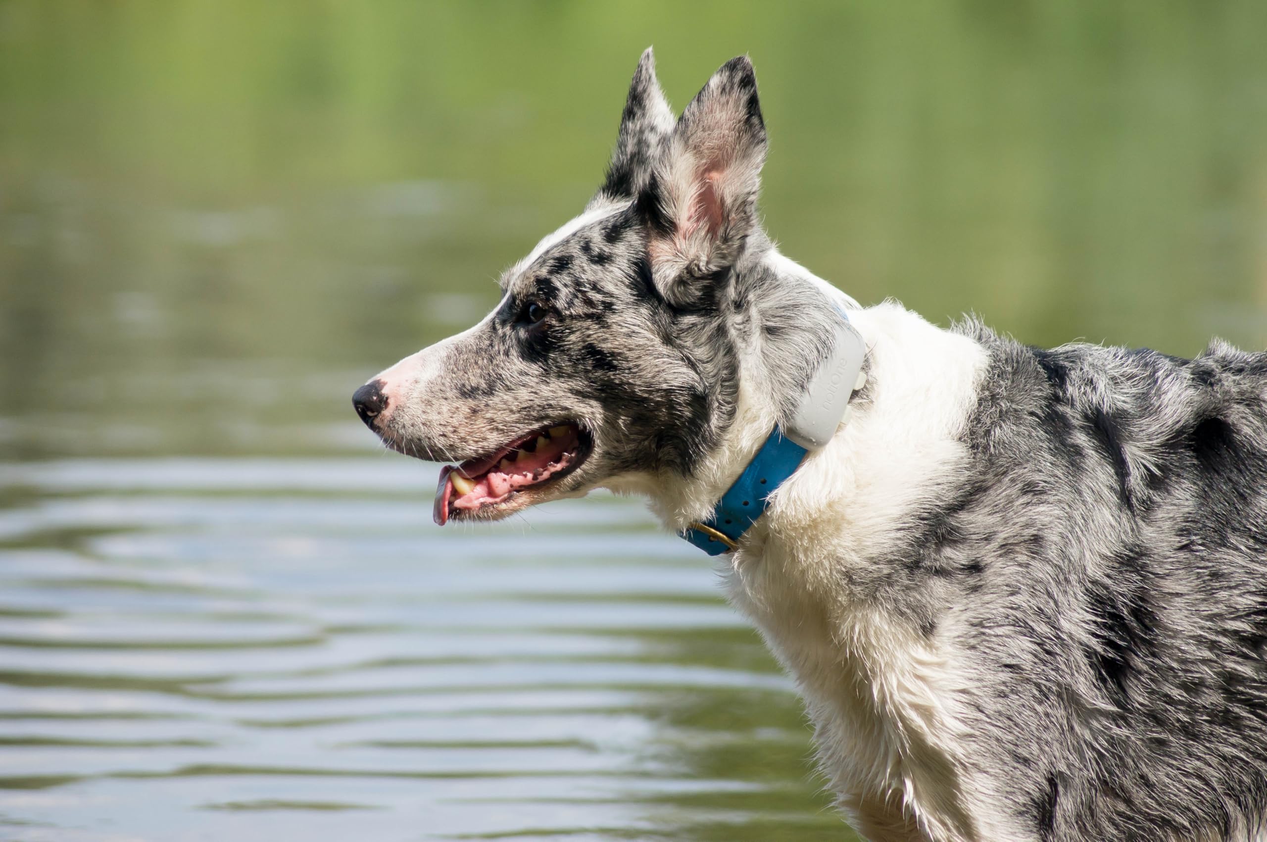 Tracker Basic – GPS-Tracker für Hunde & Katzen ohne ABO auf Lebenszeit – Wasserdichtes Mini-Gerät | Funktioniert in einem ausgewählten europäischen Land
