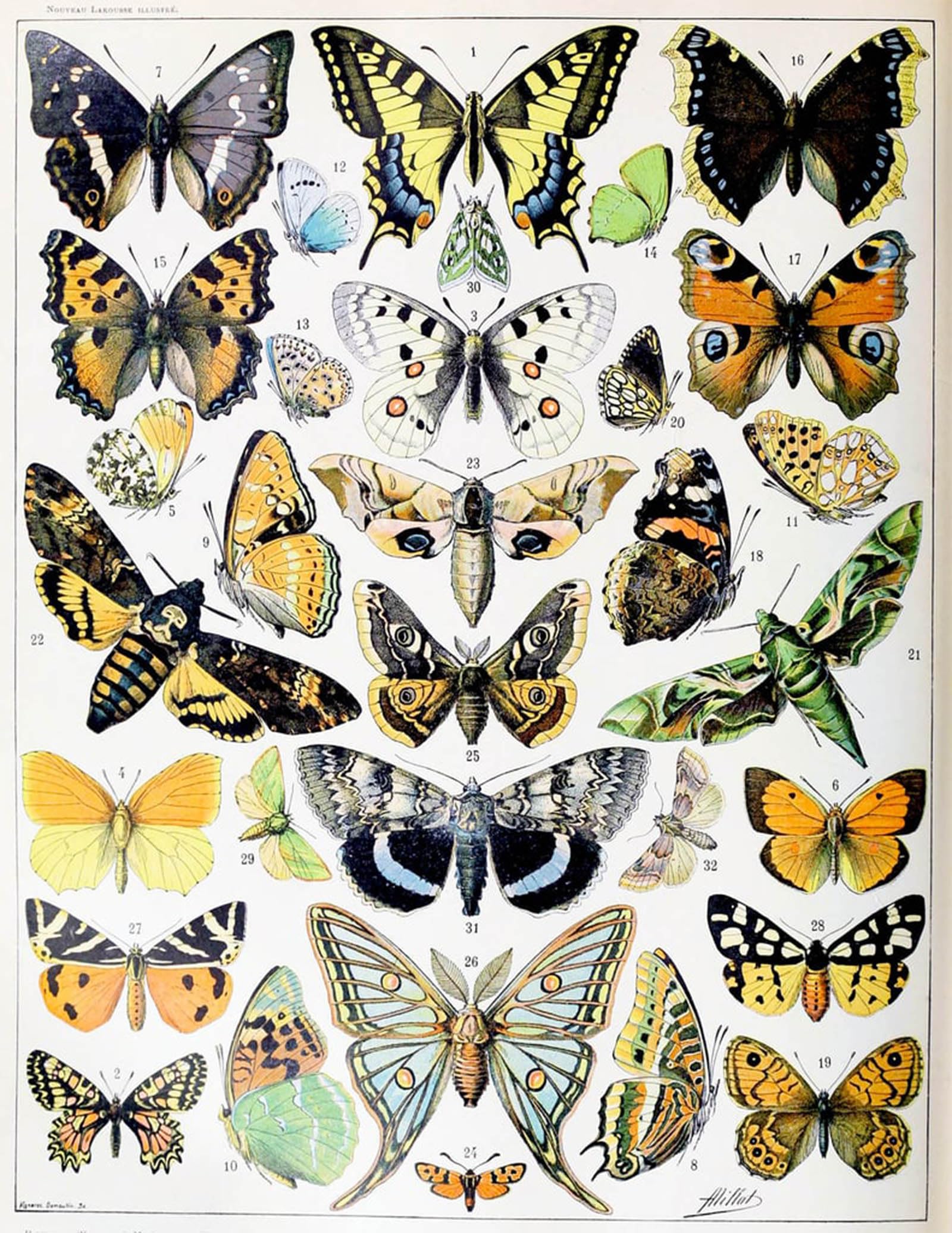 POSTERIIk Famous Print Pop Art Wall Art Graffiti Illustration of insects and Moths by Adolphe Millot Art Prints for Home Decor 60x90cm
