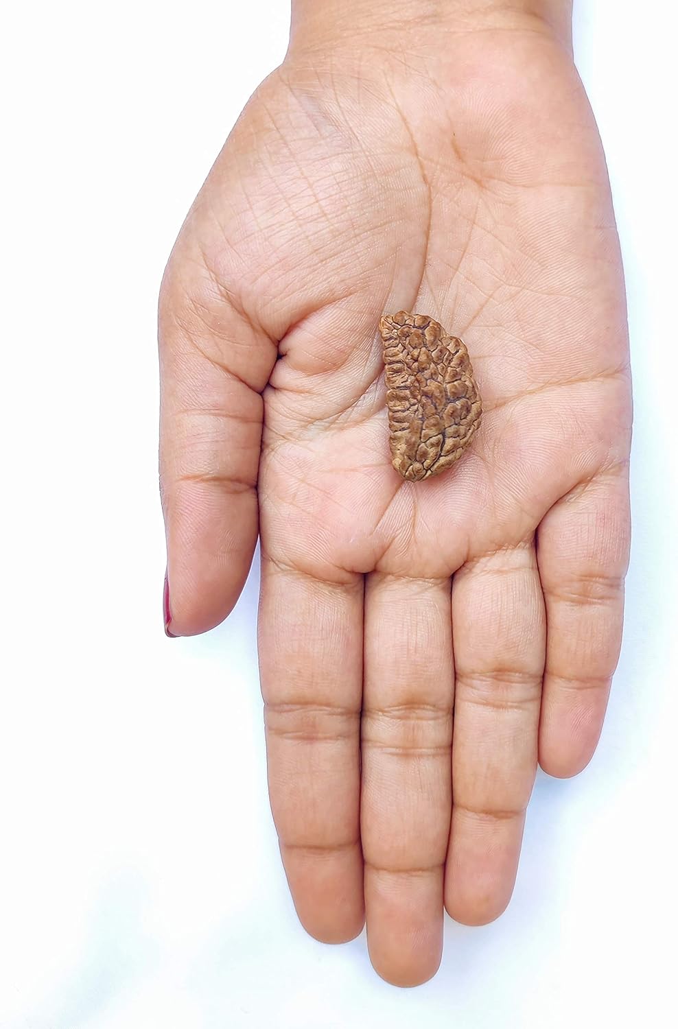 Wonder Care Original Himalayan Rudraksha Loose Bead Rudraksha Mala Natural Rudra Religious Rosary Beads Japa Mala Rudraksha for Men and Women