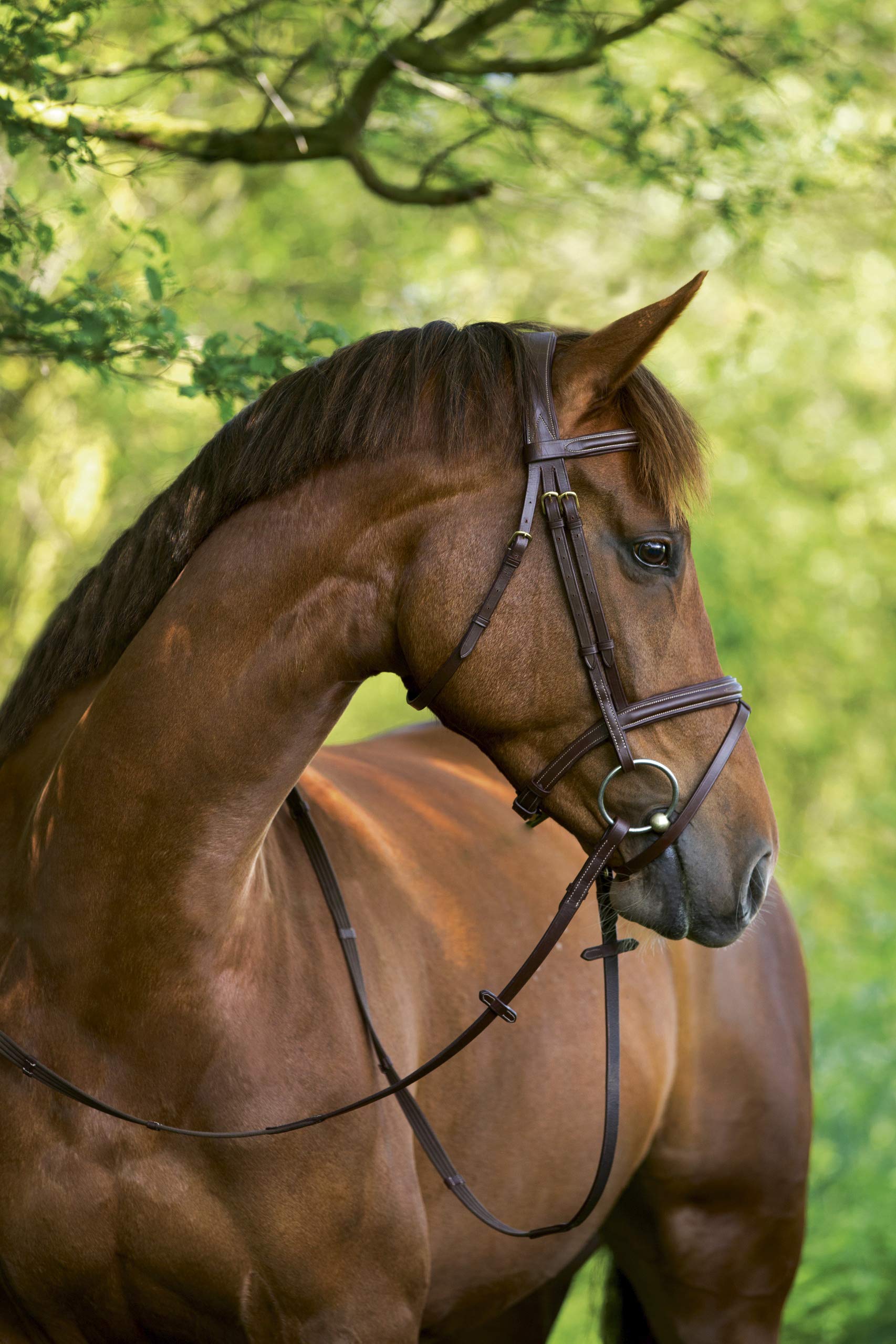 Kerbl Briglia Classic Pony w Pelle Marrone