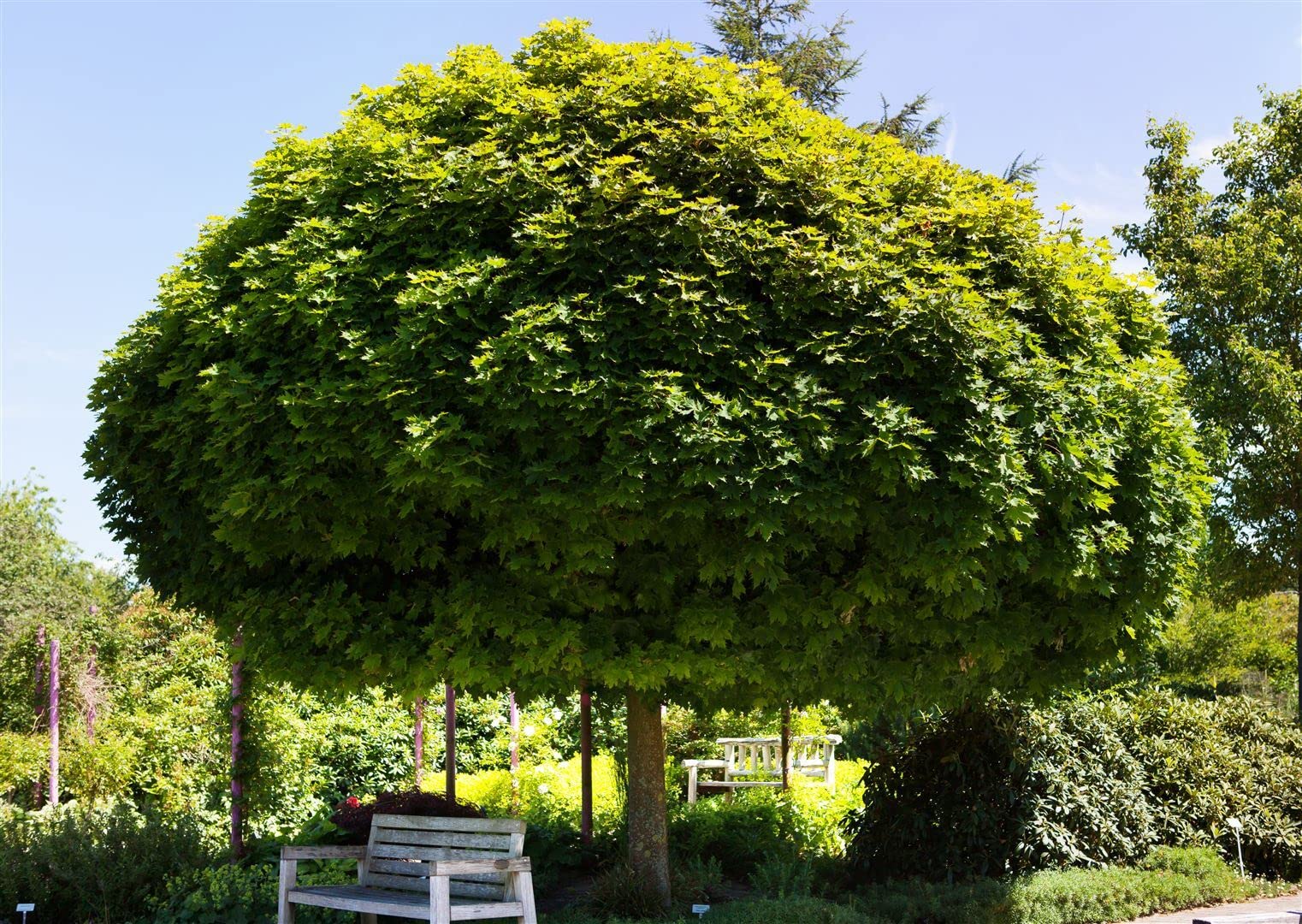 Kugelahorn Acer platanoides Globosum 125 cm Solitärbaum winterhart