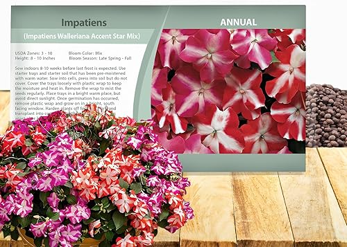 Outsidepride Impatiens - Plantas de flores de jardín con sombra de estrellas para macetas, cestas colgantes, contenedores, cajas de ventana, 100