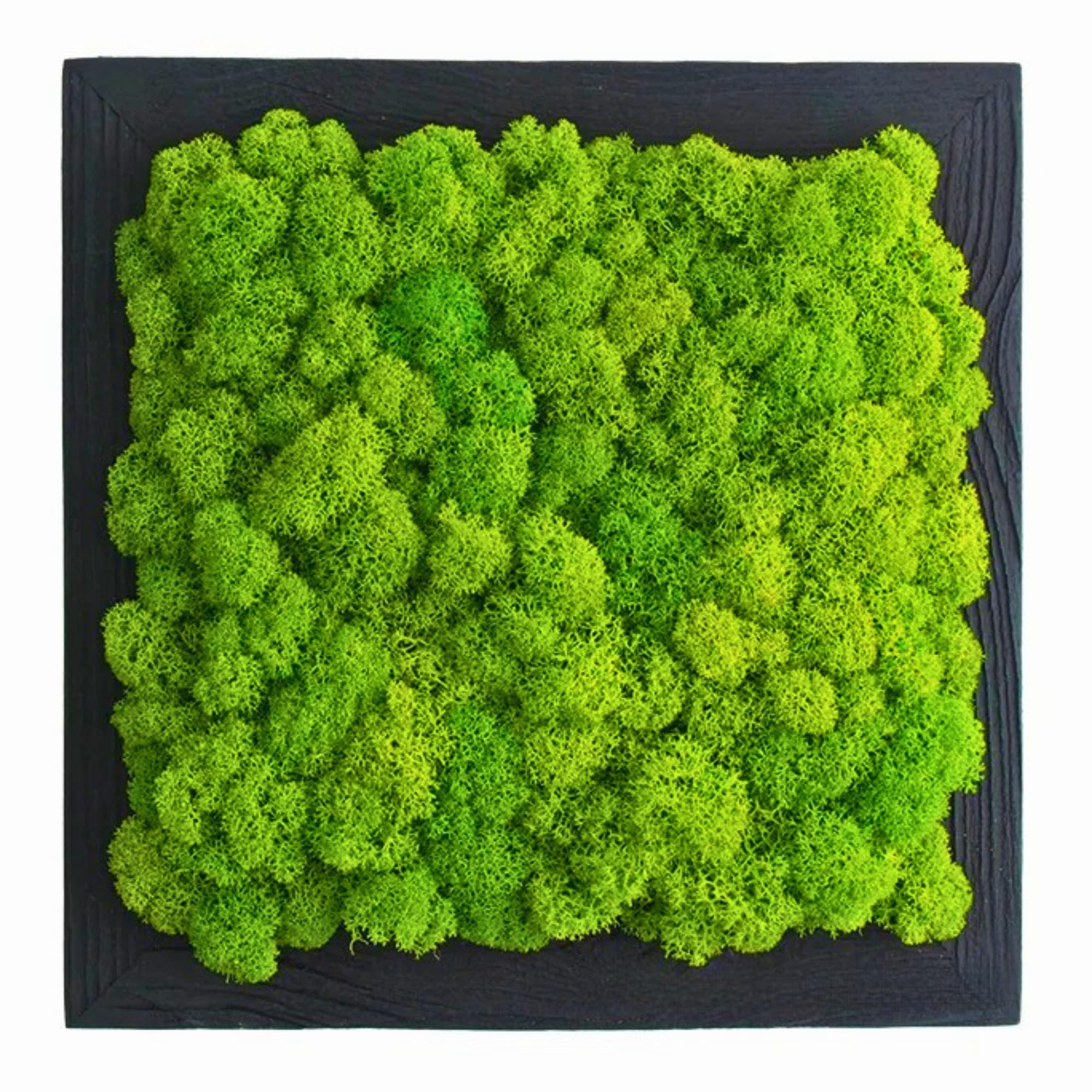 Islandmoosbild Moosbild Rentiermoos Wandbild Wanddeko Mooswand Holzrahmen 25x25