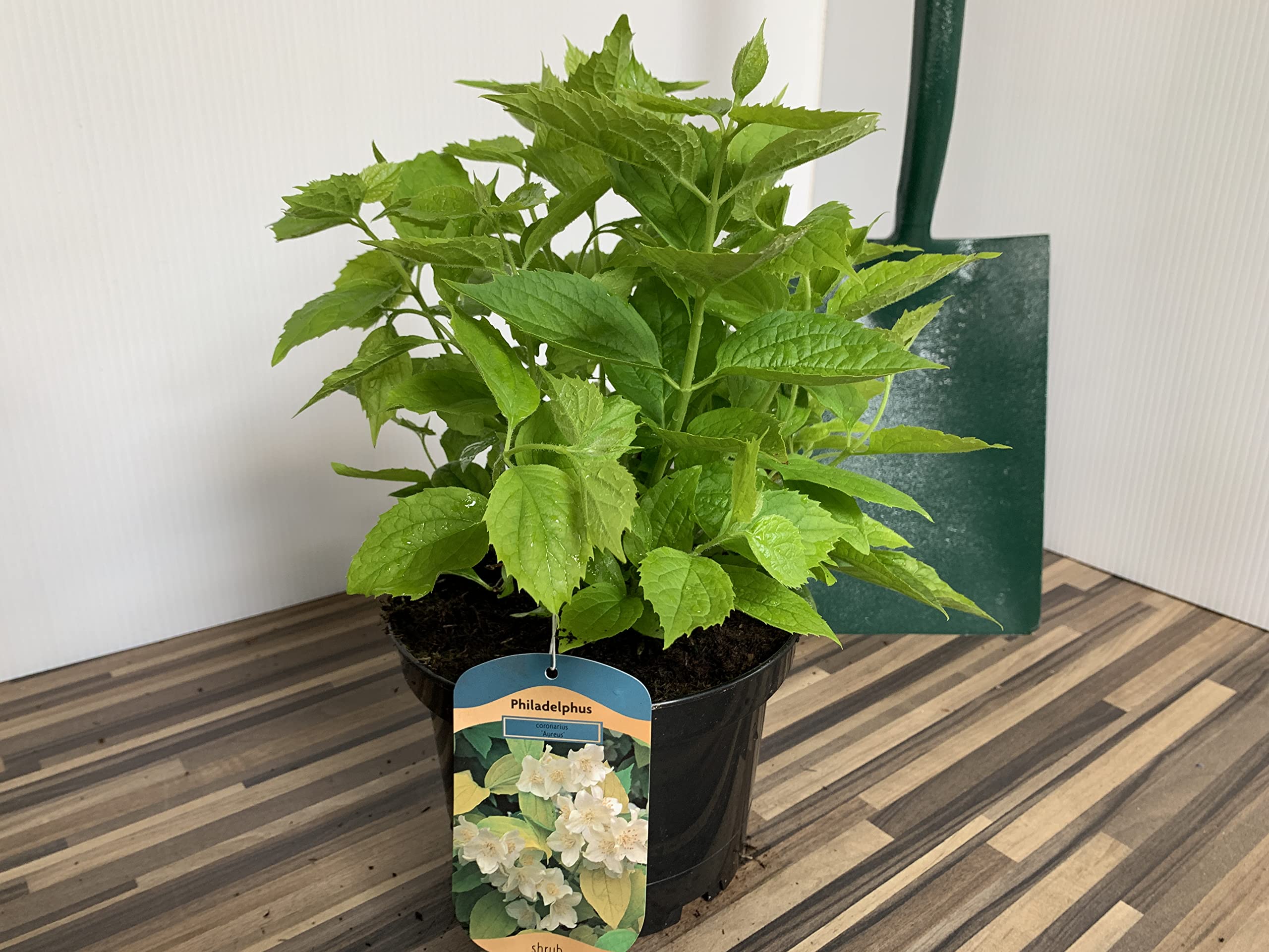 Philadelphus coronarius Aureus Supplied in a 3 Litre Pot