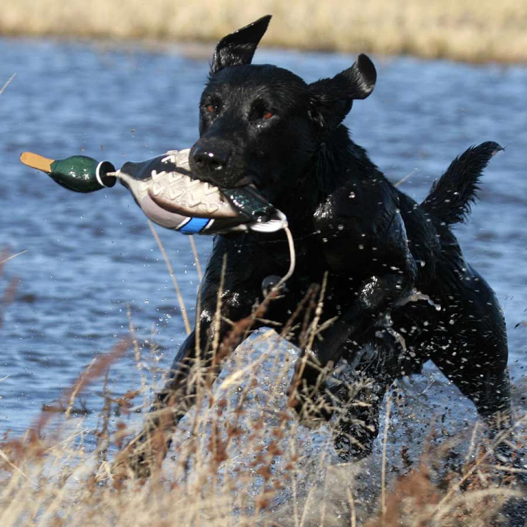 Avery Sporting Dog EZ-Bird, Stockente, Douleur à rapporter, Jouet pour Chien, entraînement pour Chien, Flottant, env. 28 x 15 x 9 cm.