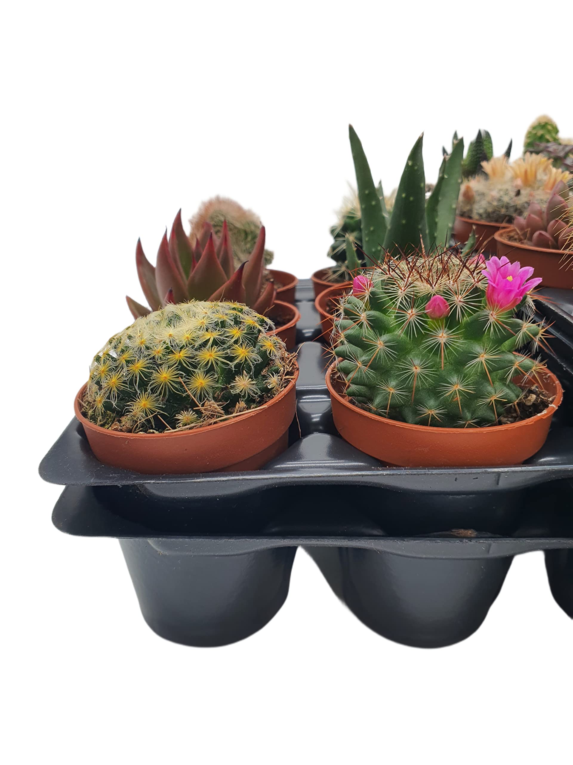 Box 30 Piante Grasse Vere Assortite in Vaso diametro 5,5 Collezione Mista di Succulente e Cactus